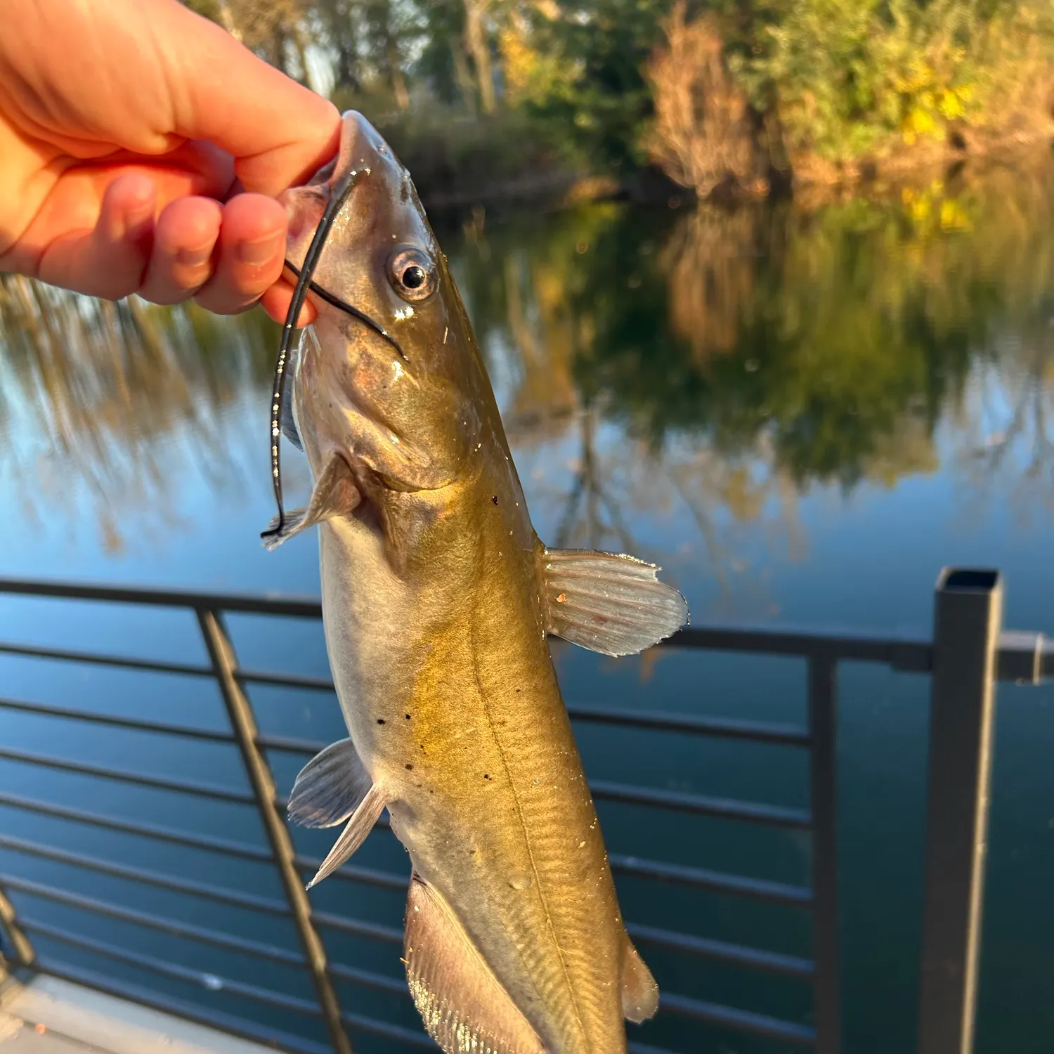 Channel catfish caught on Fishbrain
