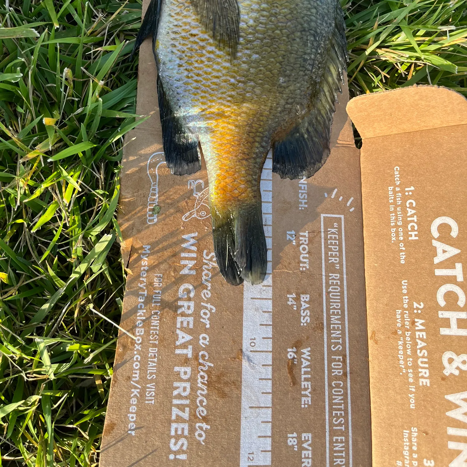 recently logged catches