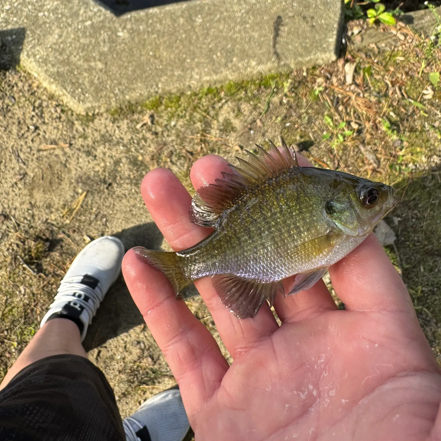 Bluegill caught on Fishbrain