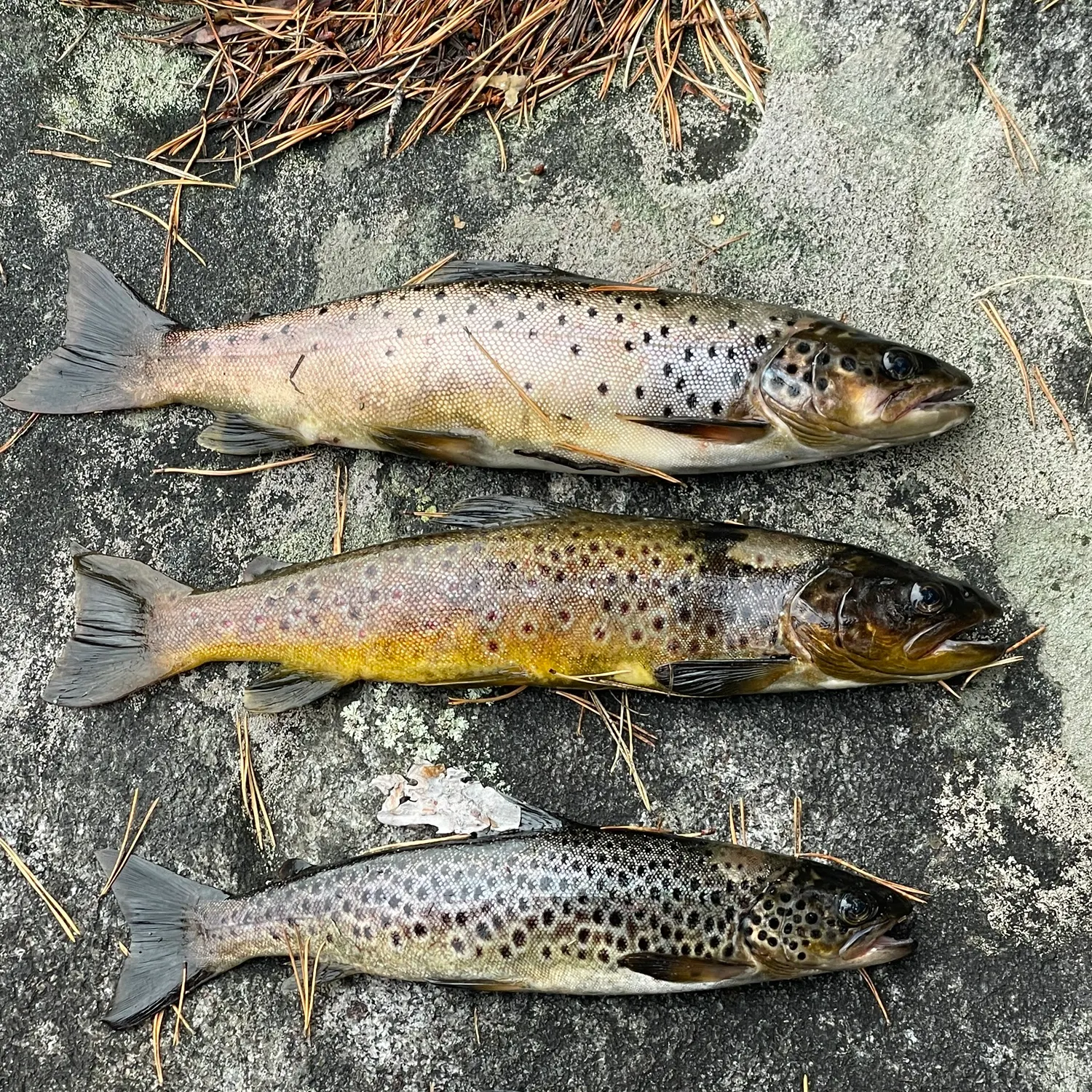 recently logged catches
