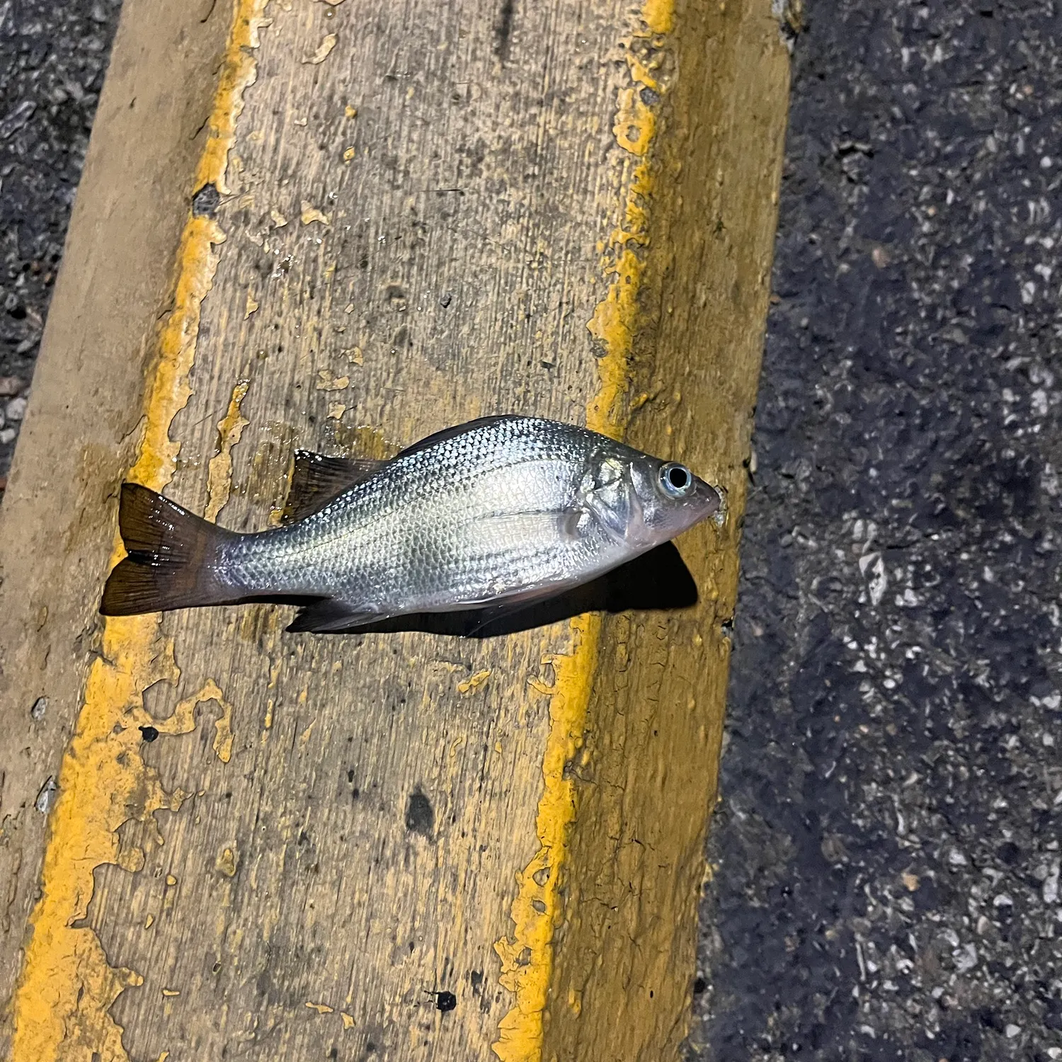 White perch caught on Fishbrain