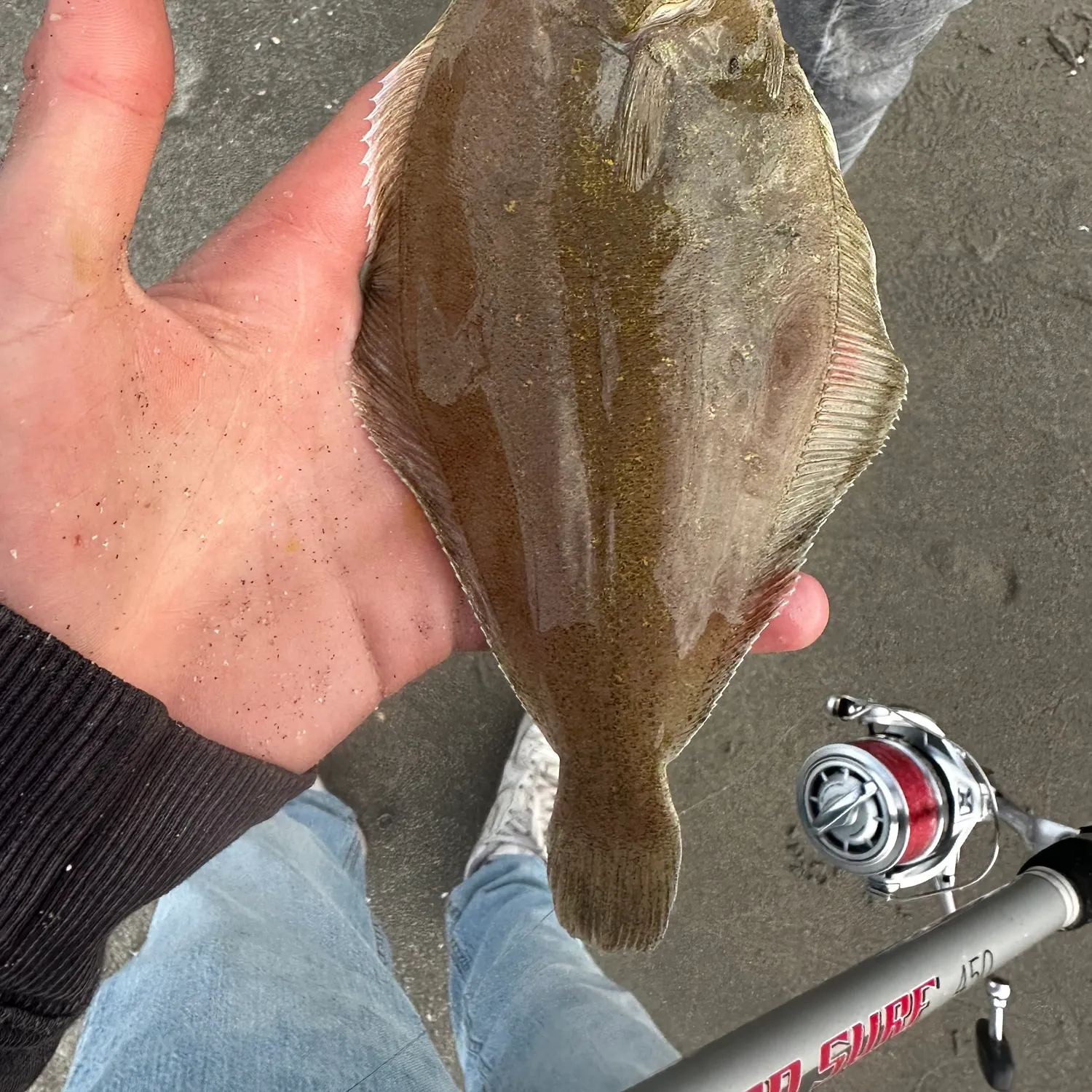 European flounder caught on Fishbrain