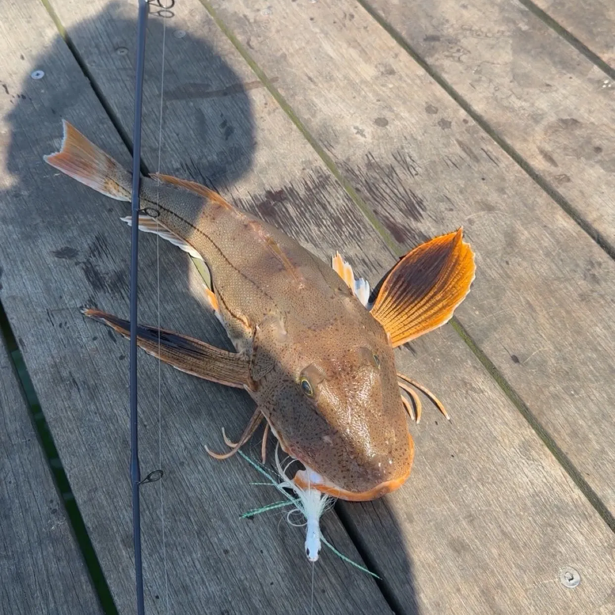 recently logged catches