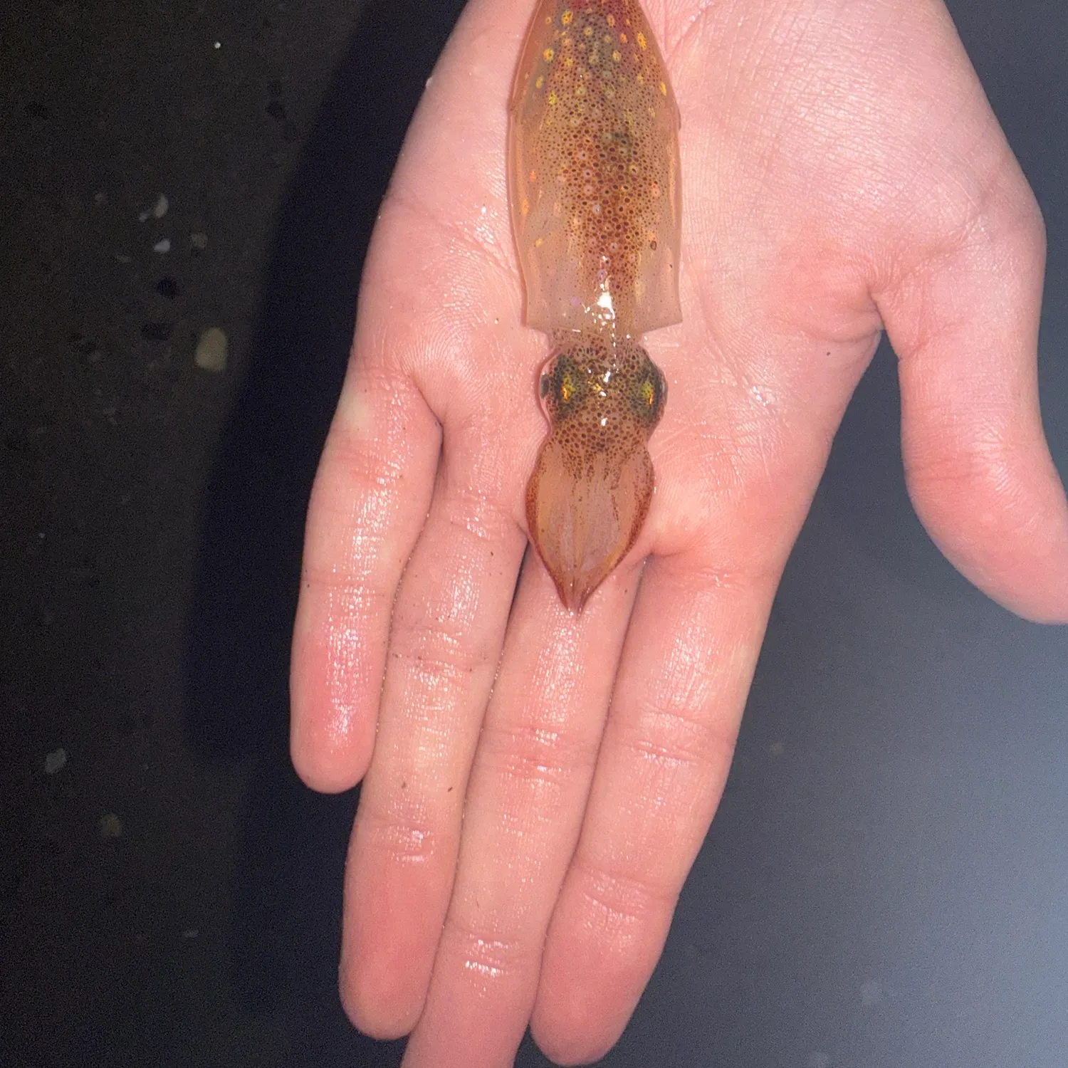 The most recent Longfin inshore squid catches on Fishbrain