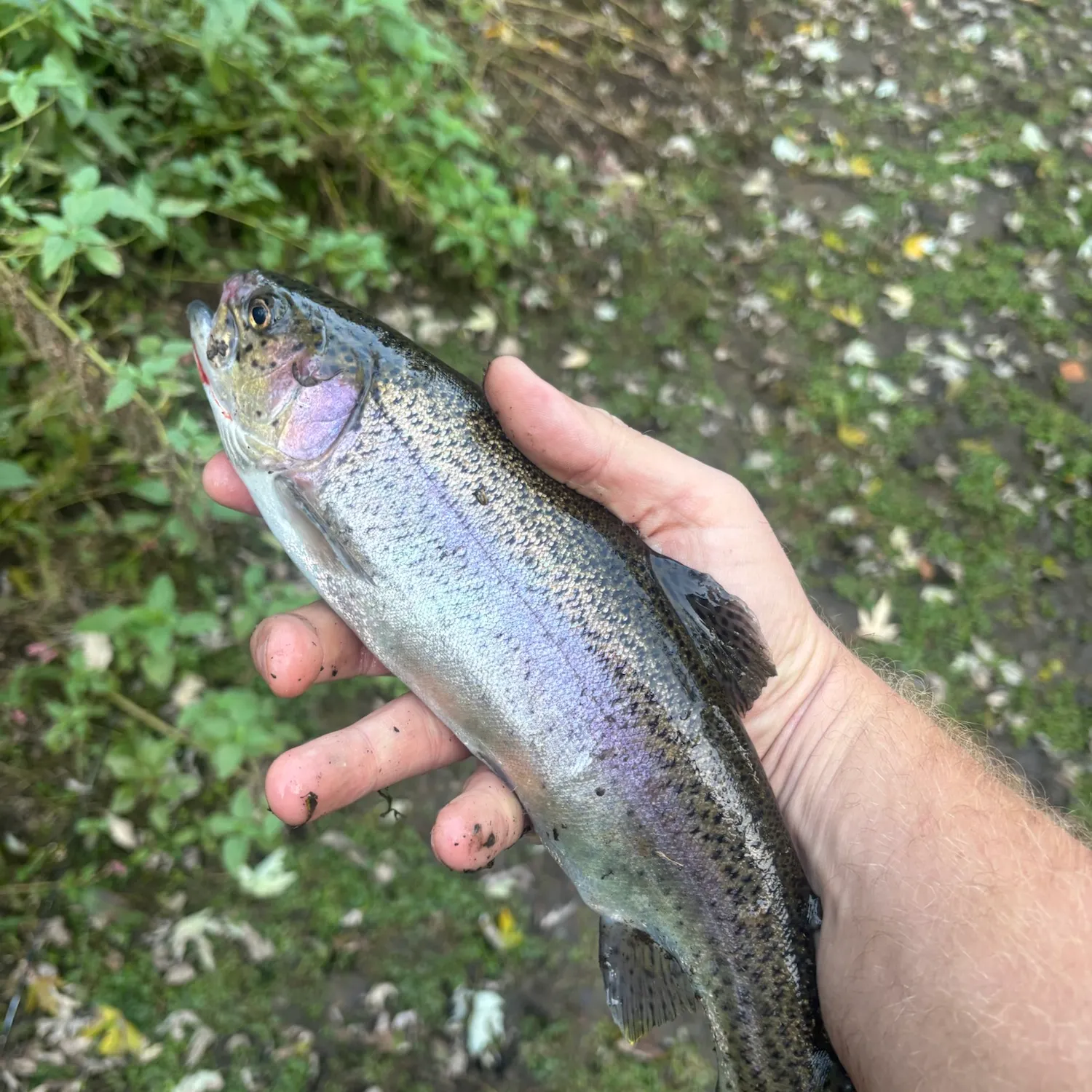 Rainbow trout caught on Fishbrain