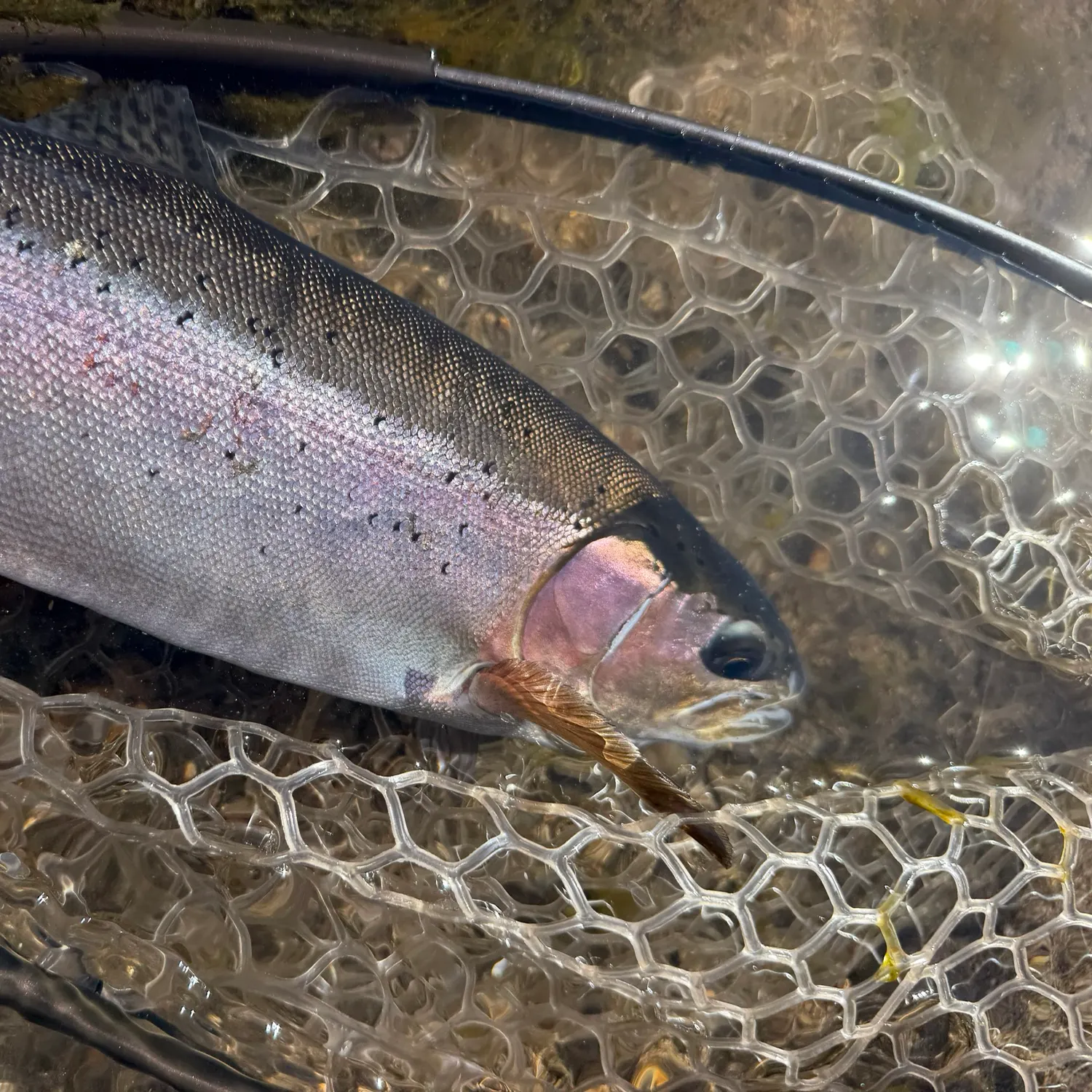 Fish caught on Fishbrain