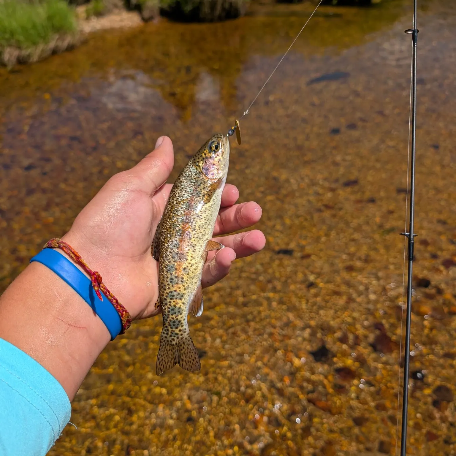 The most recent Rainbow trout catches on Fishbrain
