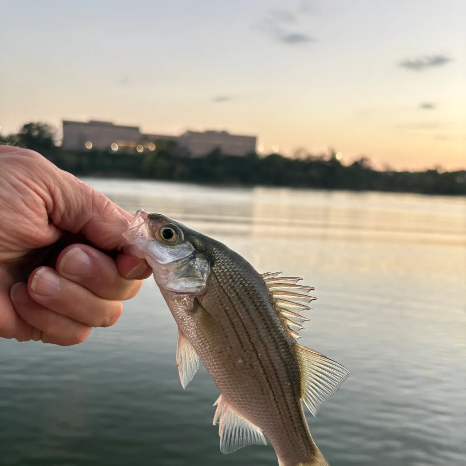 White bass caught on Fishbrain