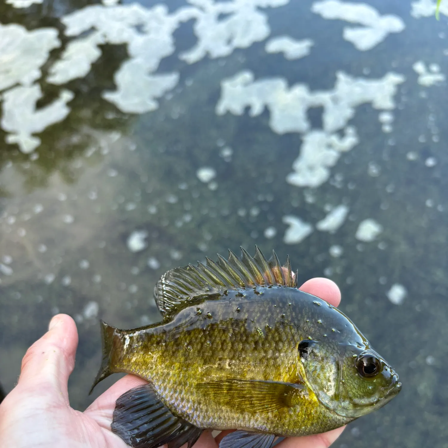 Bluegill caught on Fishbrain