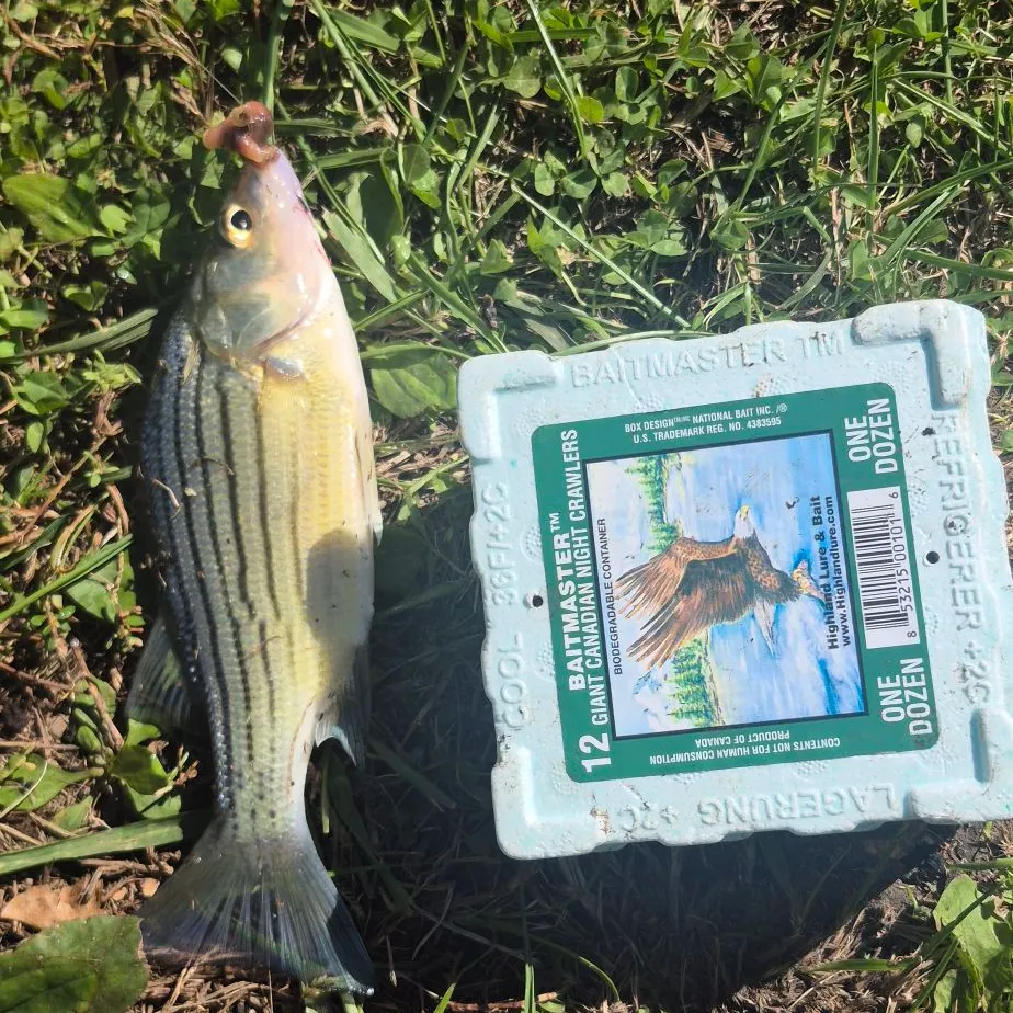 Fish caught on Fishbrain