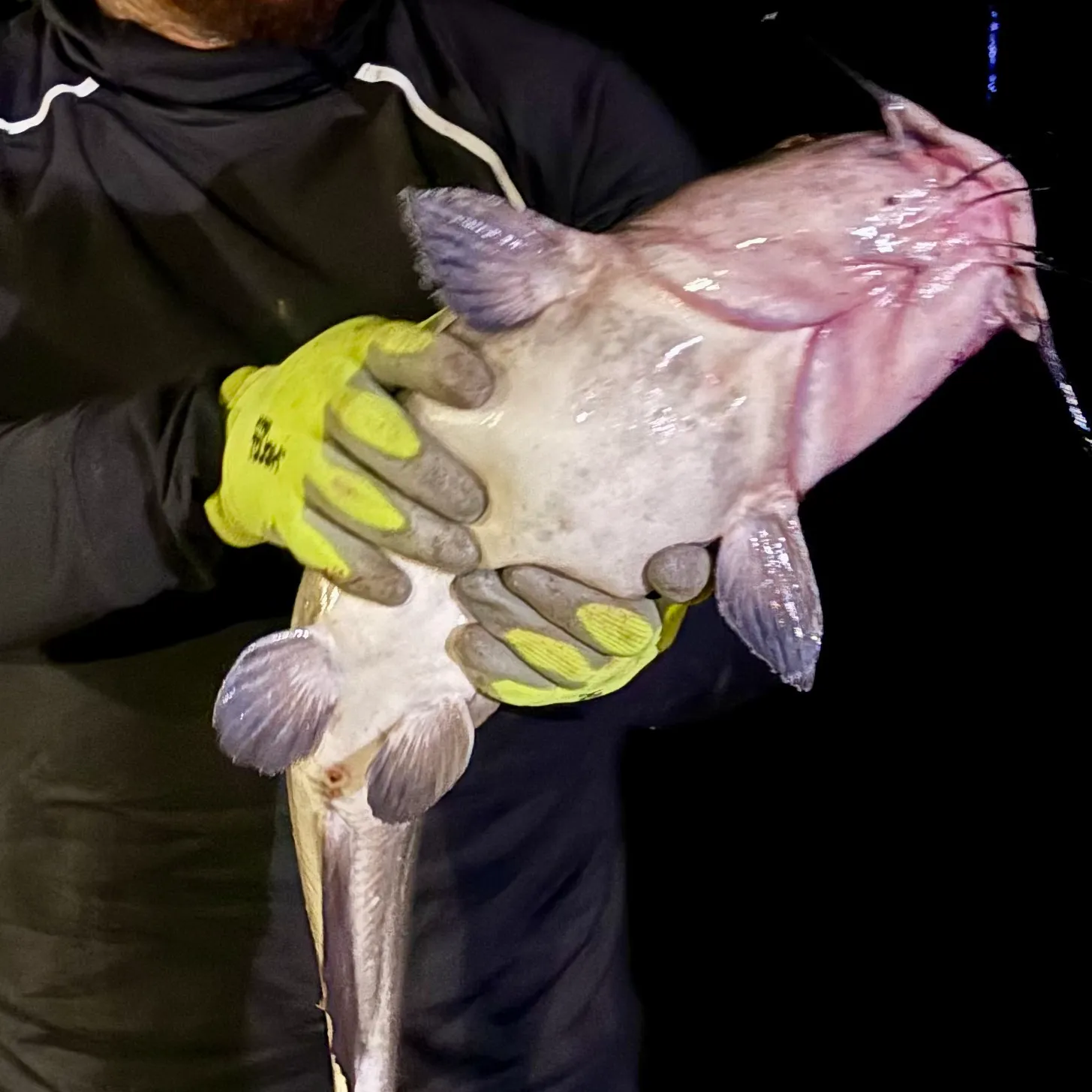 Channel catfish caught on Fishbrain