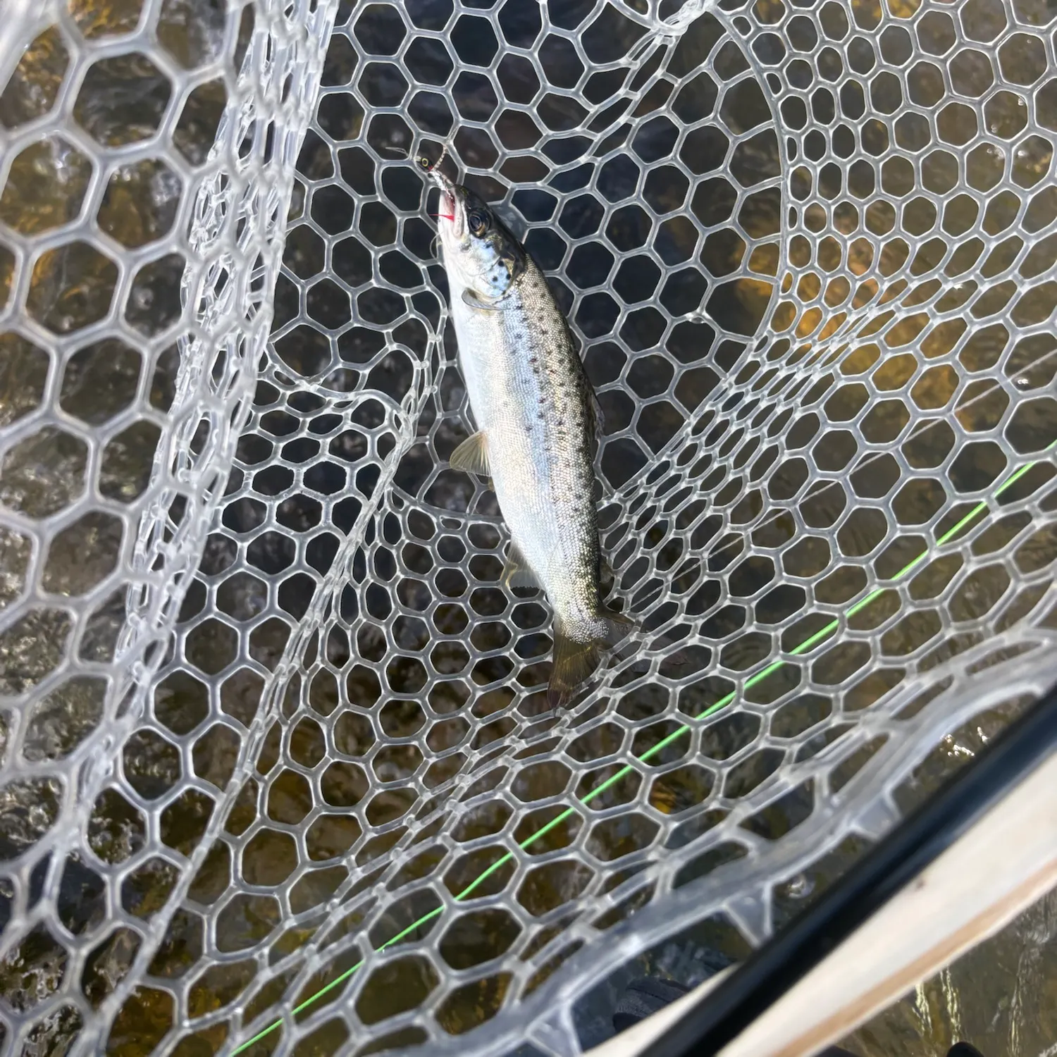 Landlocked atlantic salmon caught on Fishbrain