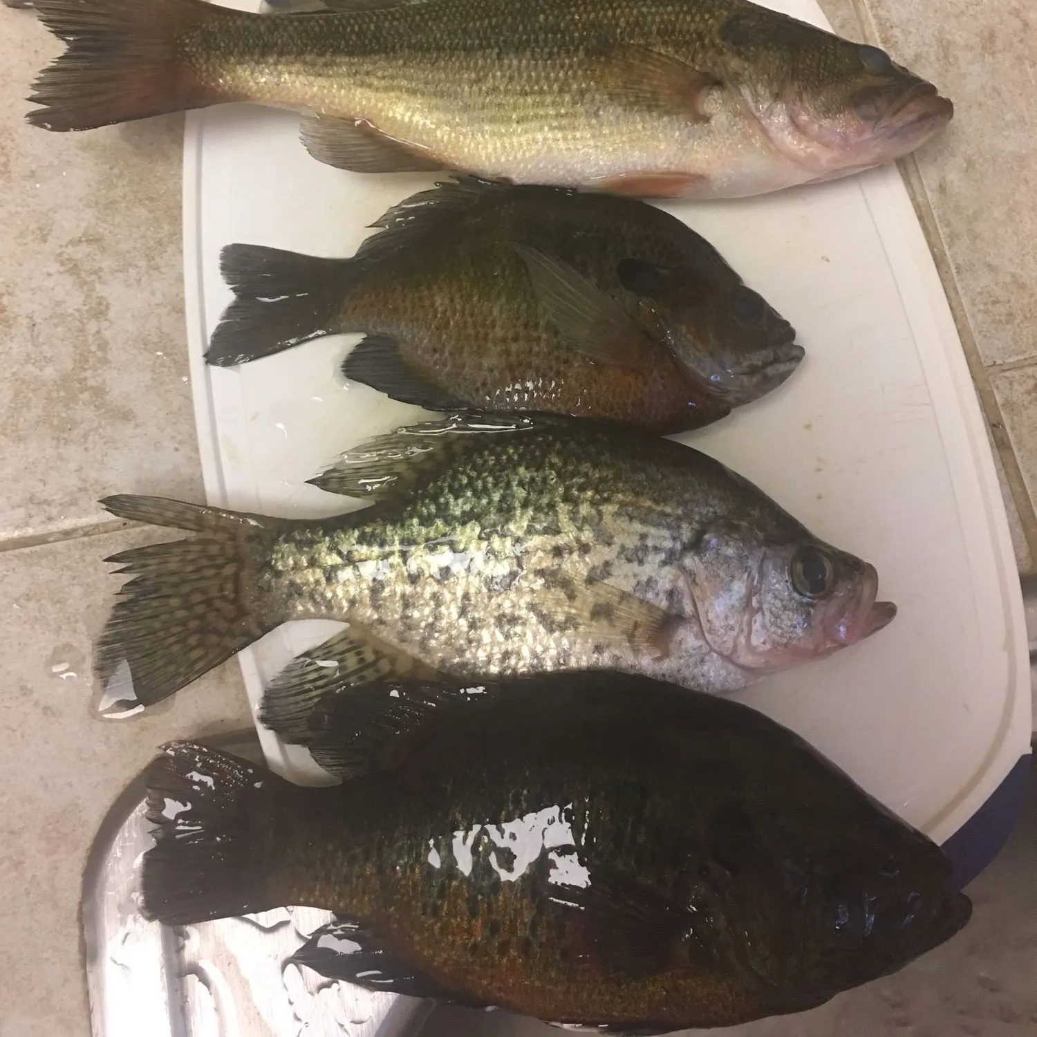 recently logged catches