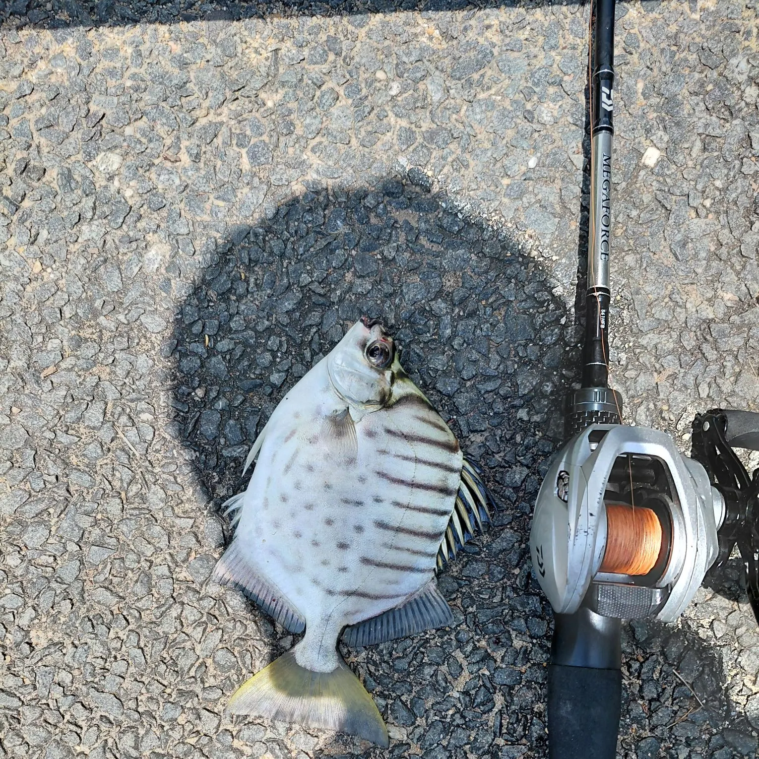 Spotbanded scat caught on Fishbrain