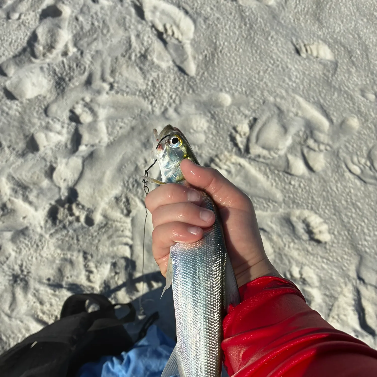 Ladyfish caught on Fishbrain