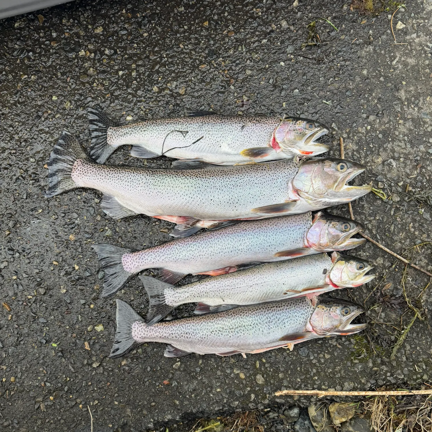 recently logged catches