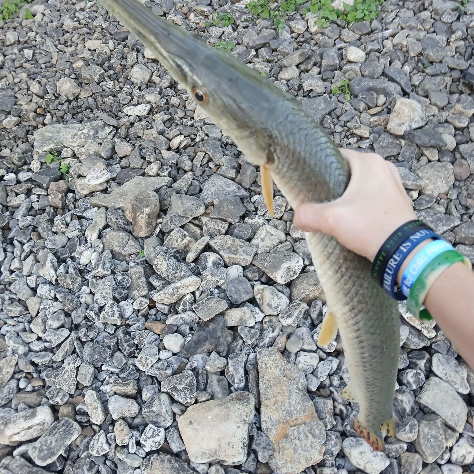 recently logged catches