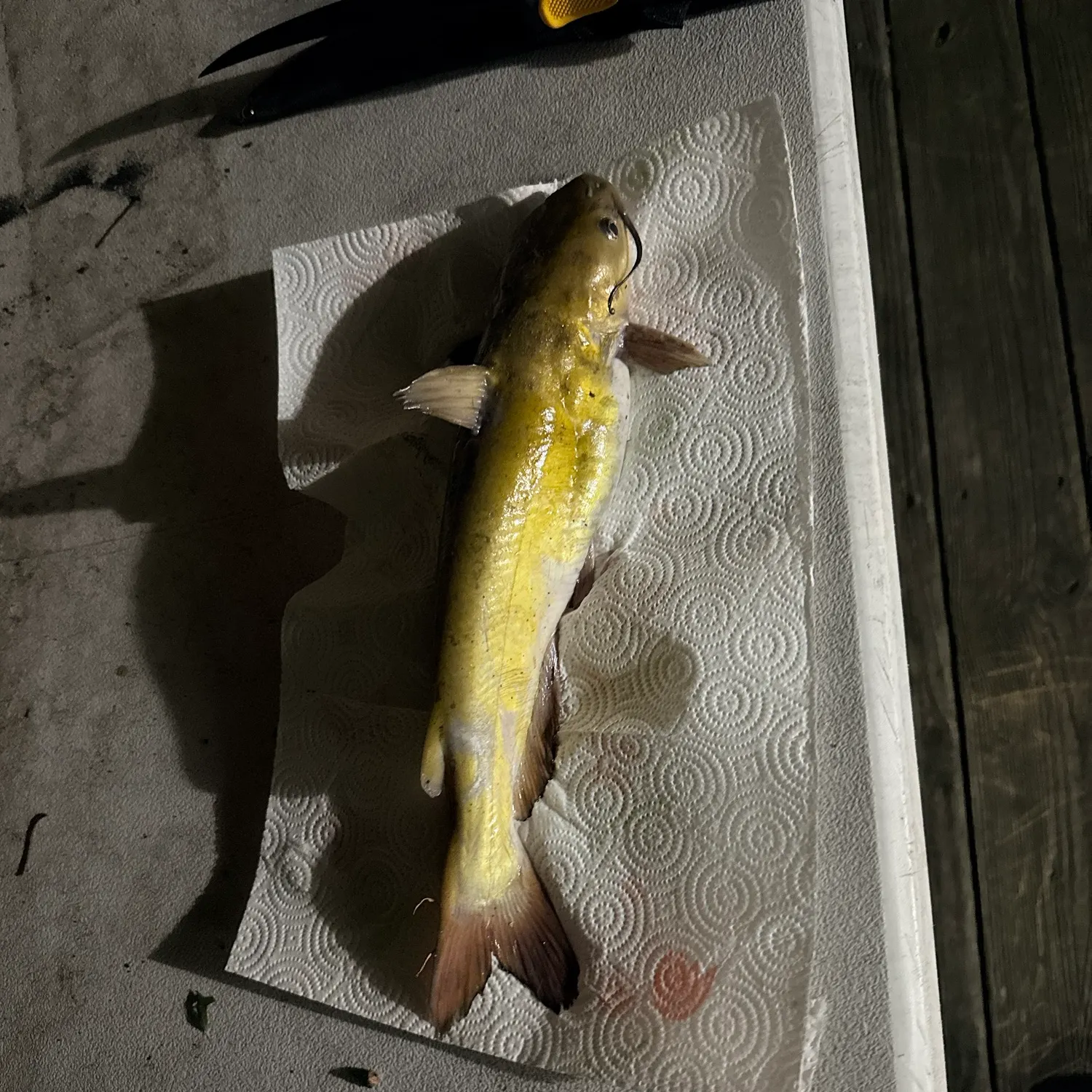 Channel catfish caught on Fishbrain