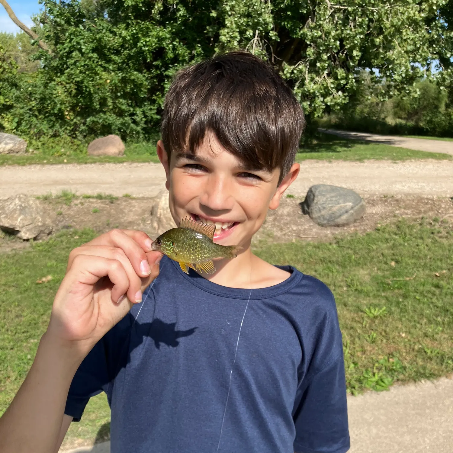 Bluegill caught on Fishbrain