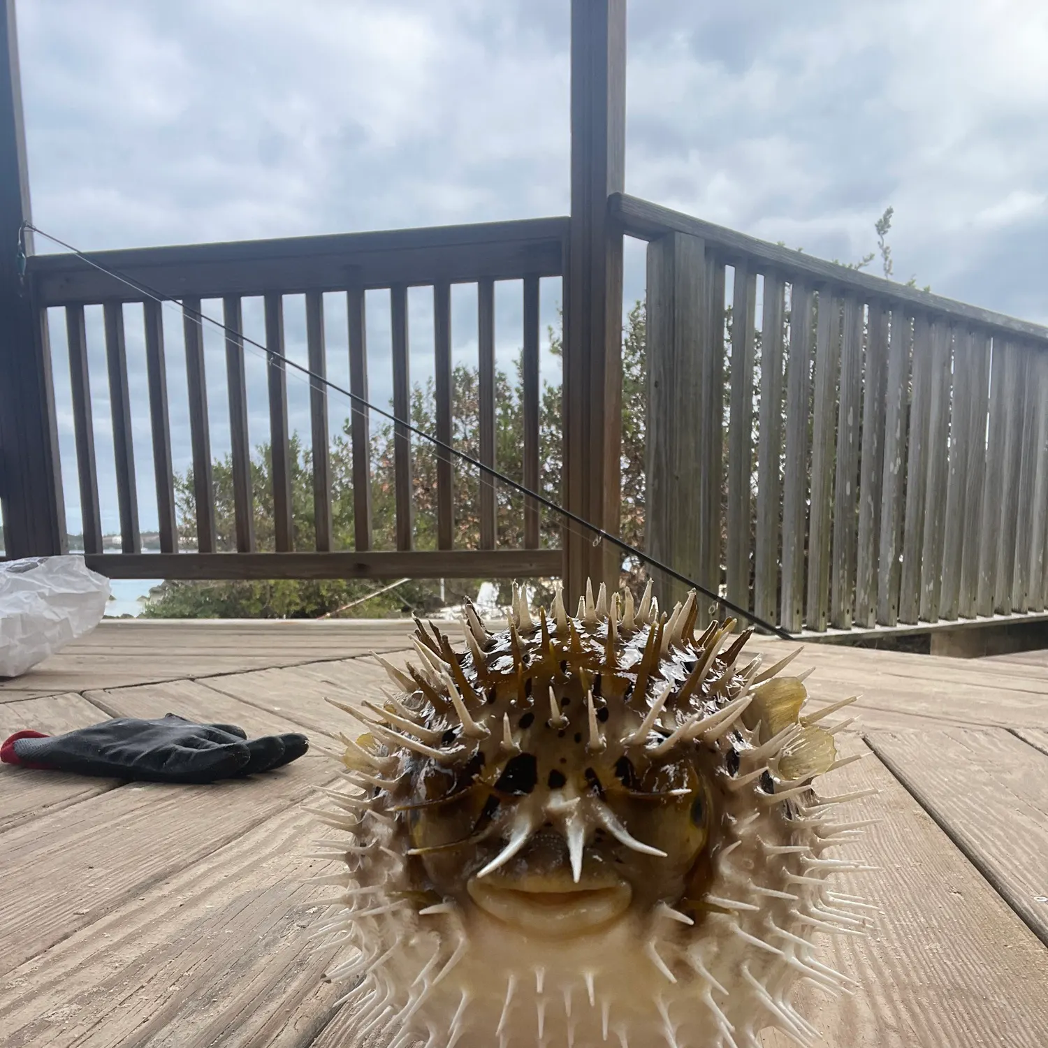 The most recent Longspined porcupinefish catches on Fishbrain