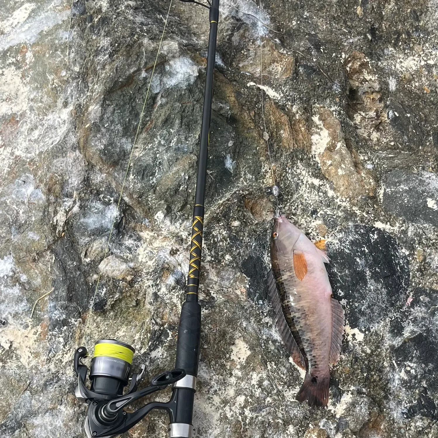 The most recent Rock wrasse catches on Fishbrain