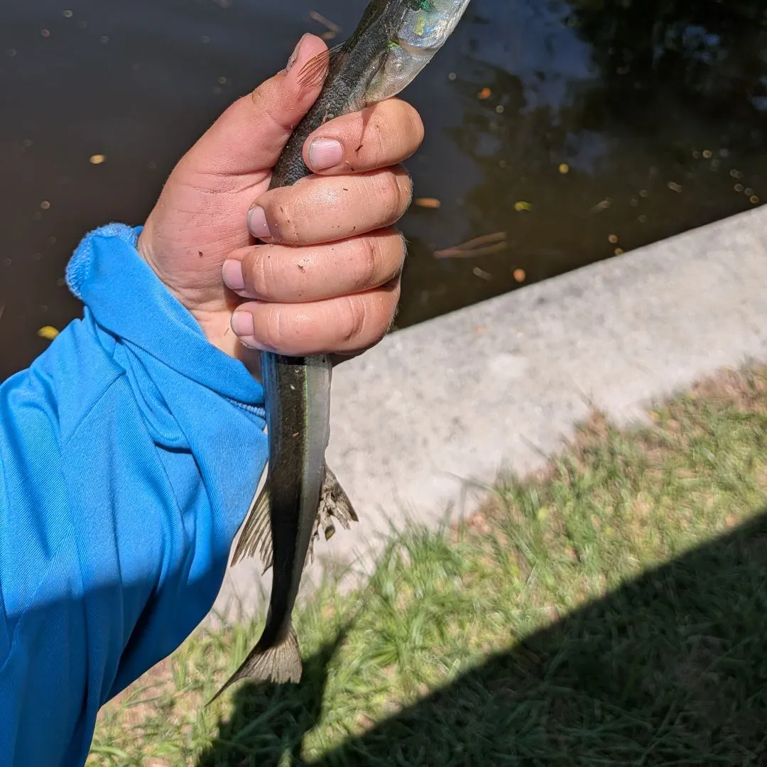 The most recent Atlantic needlefish catches on Fishbrain
