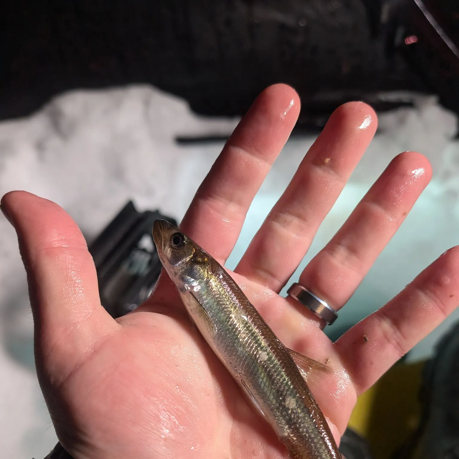 The most recent Arctic rainbow smelt catches on Fishbrain
