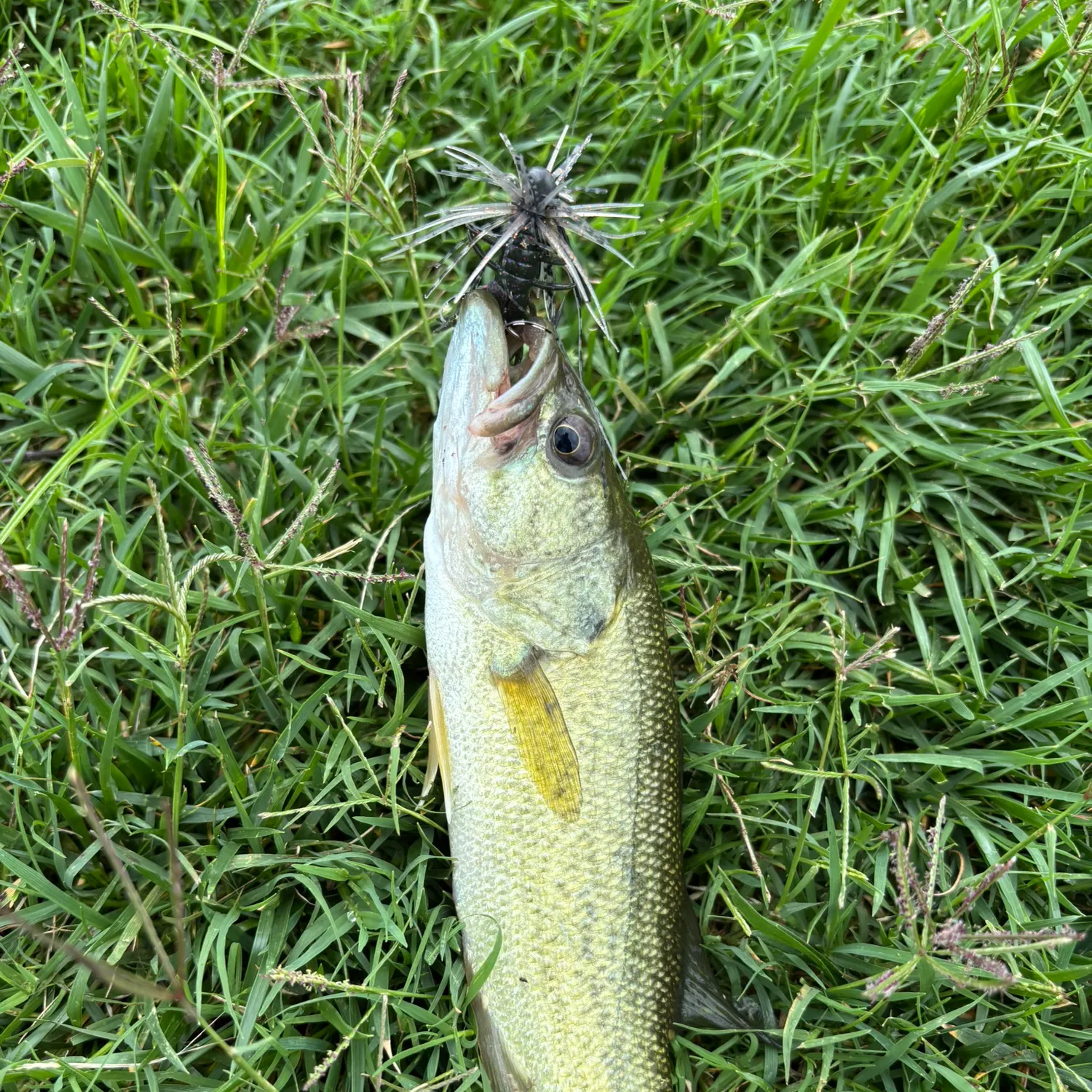 angler catch