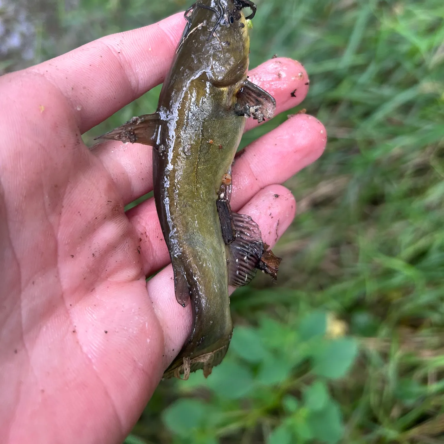 Yellow bullhead caught on Fishbrain