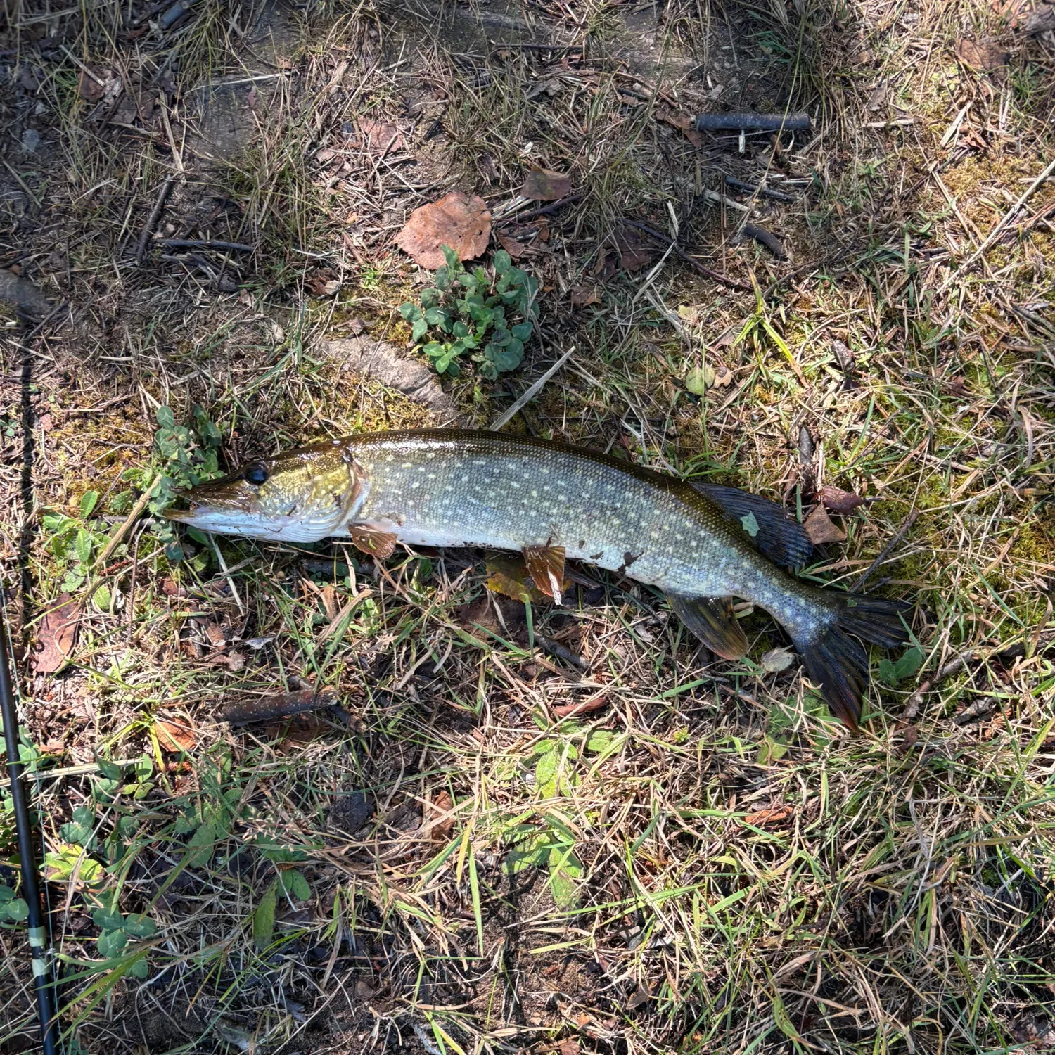 Northern pike caught on Fishbrain