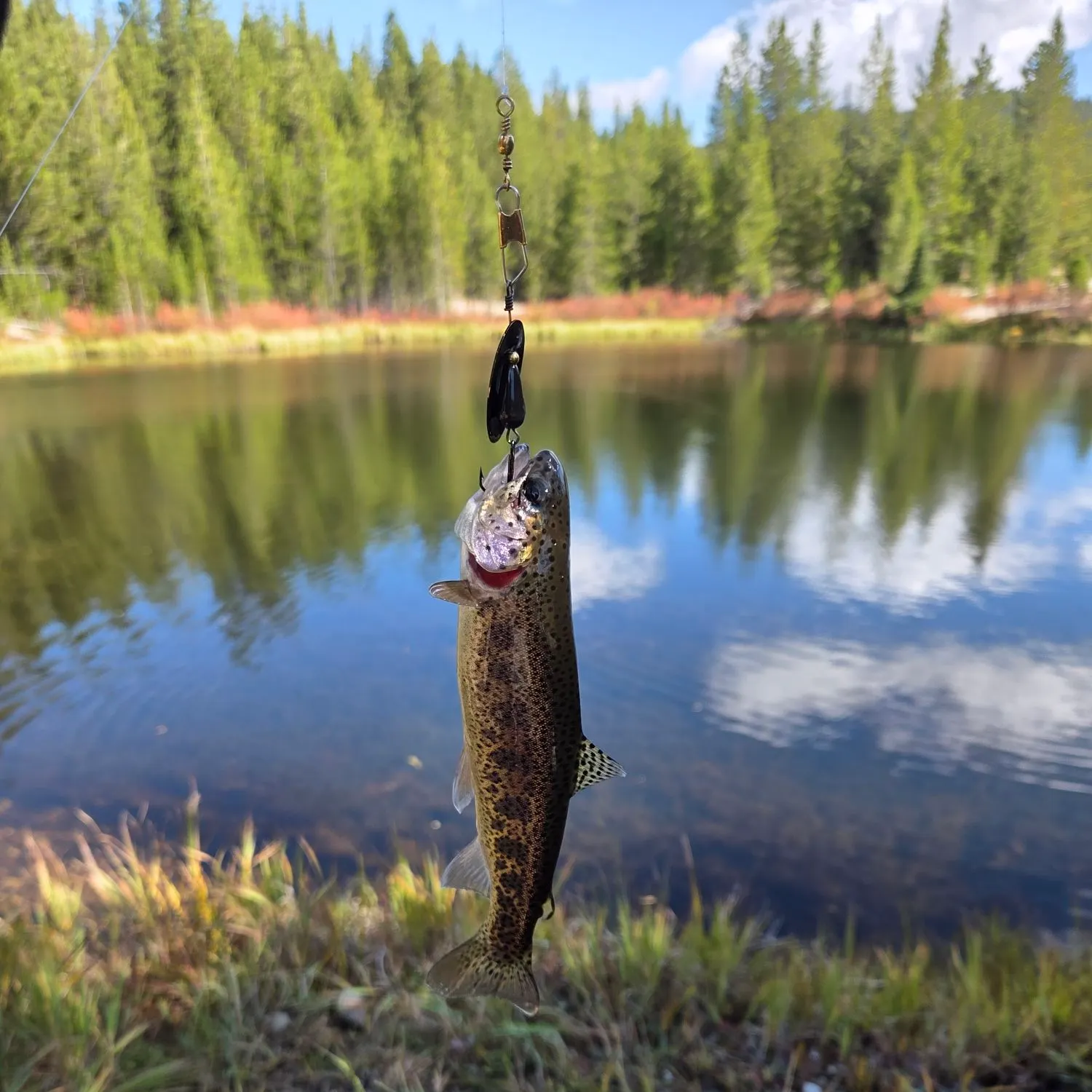 The most recent Great basin redband trout catches on Fishbrain