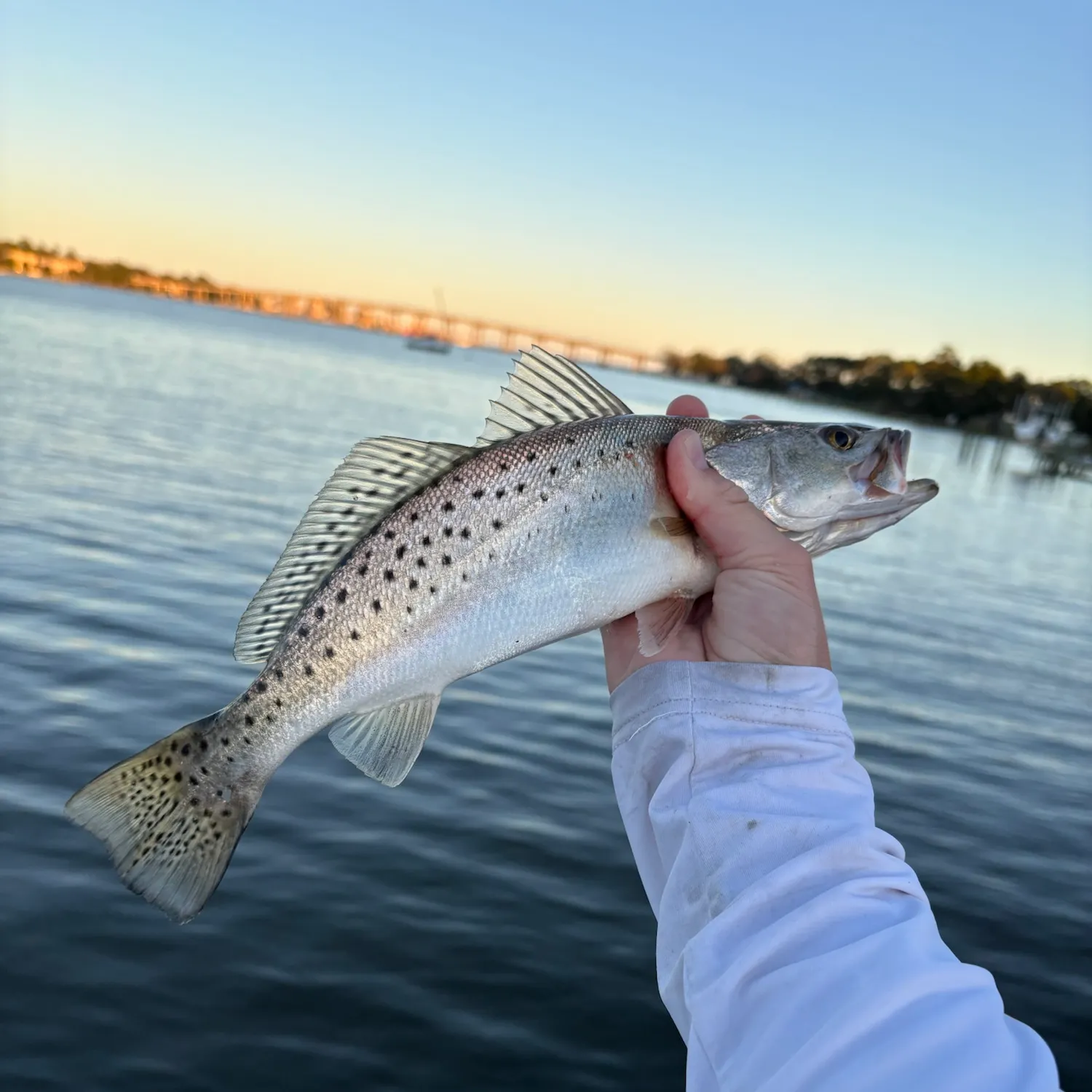 Spotted seatrout caught on Fishbrain