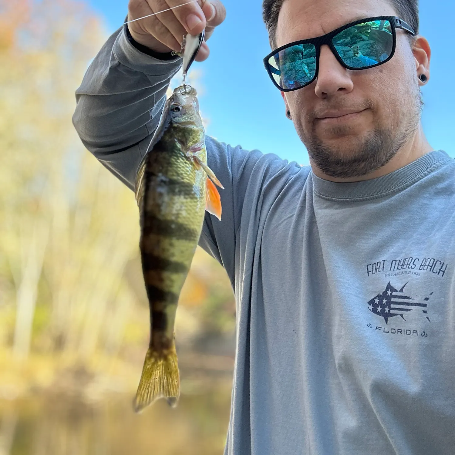 Yellow perch caught on Fishbrain