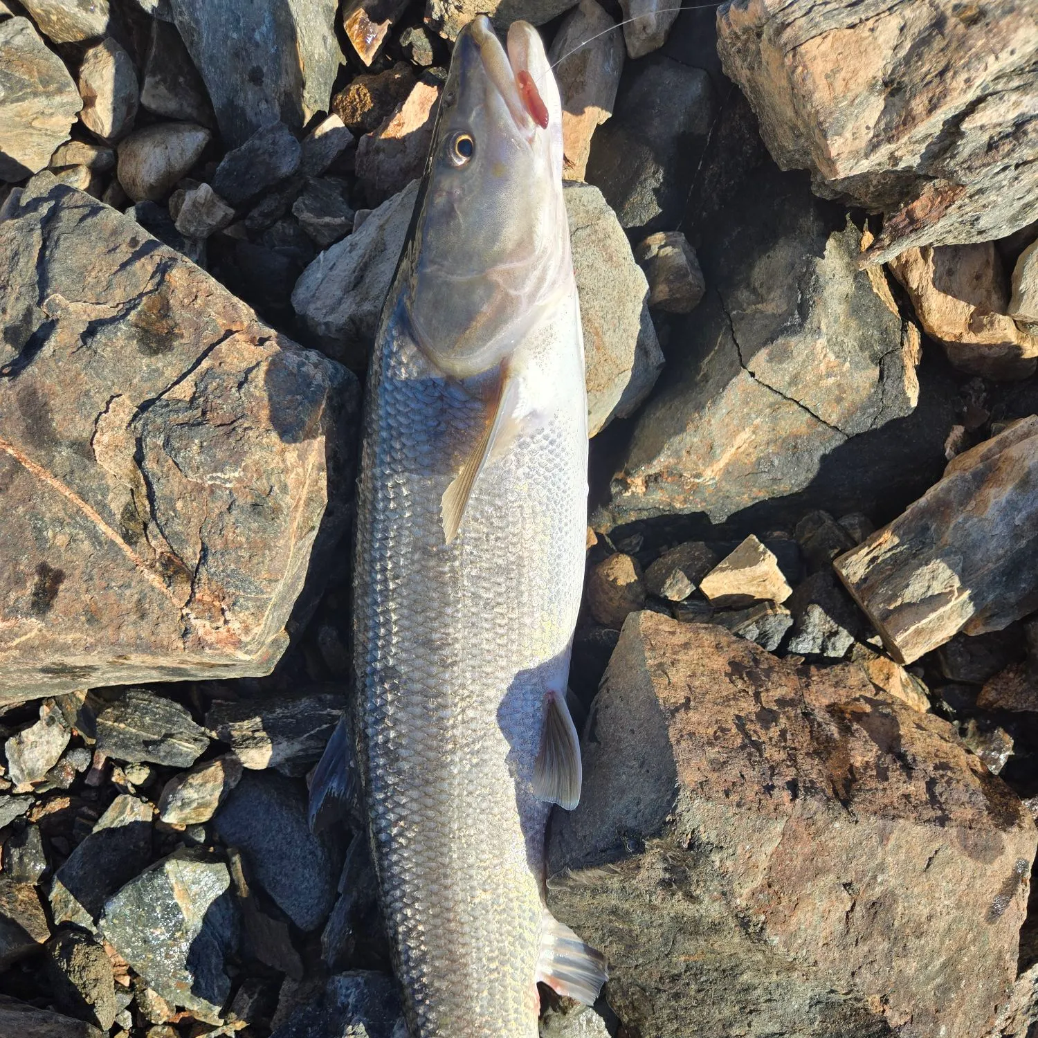 The most popular recent Sacramento pikeminnow catch on Fishbrain