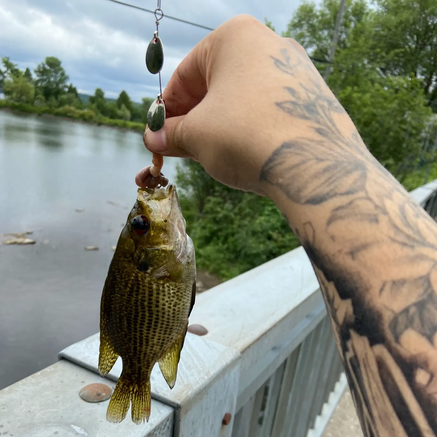 recently logged catches