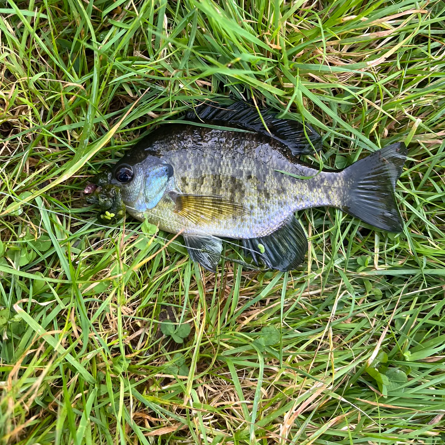 Bluegill caught on Fishbrain