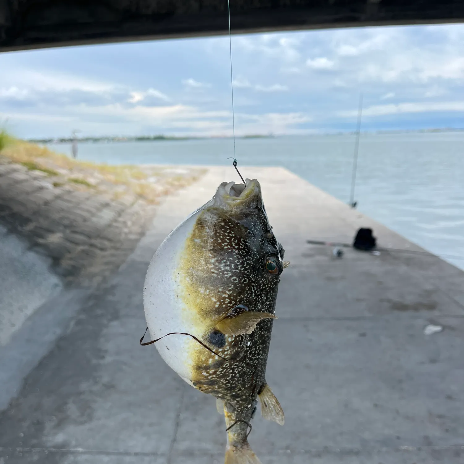 Southern puffer caught on Fishbrain