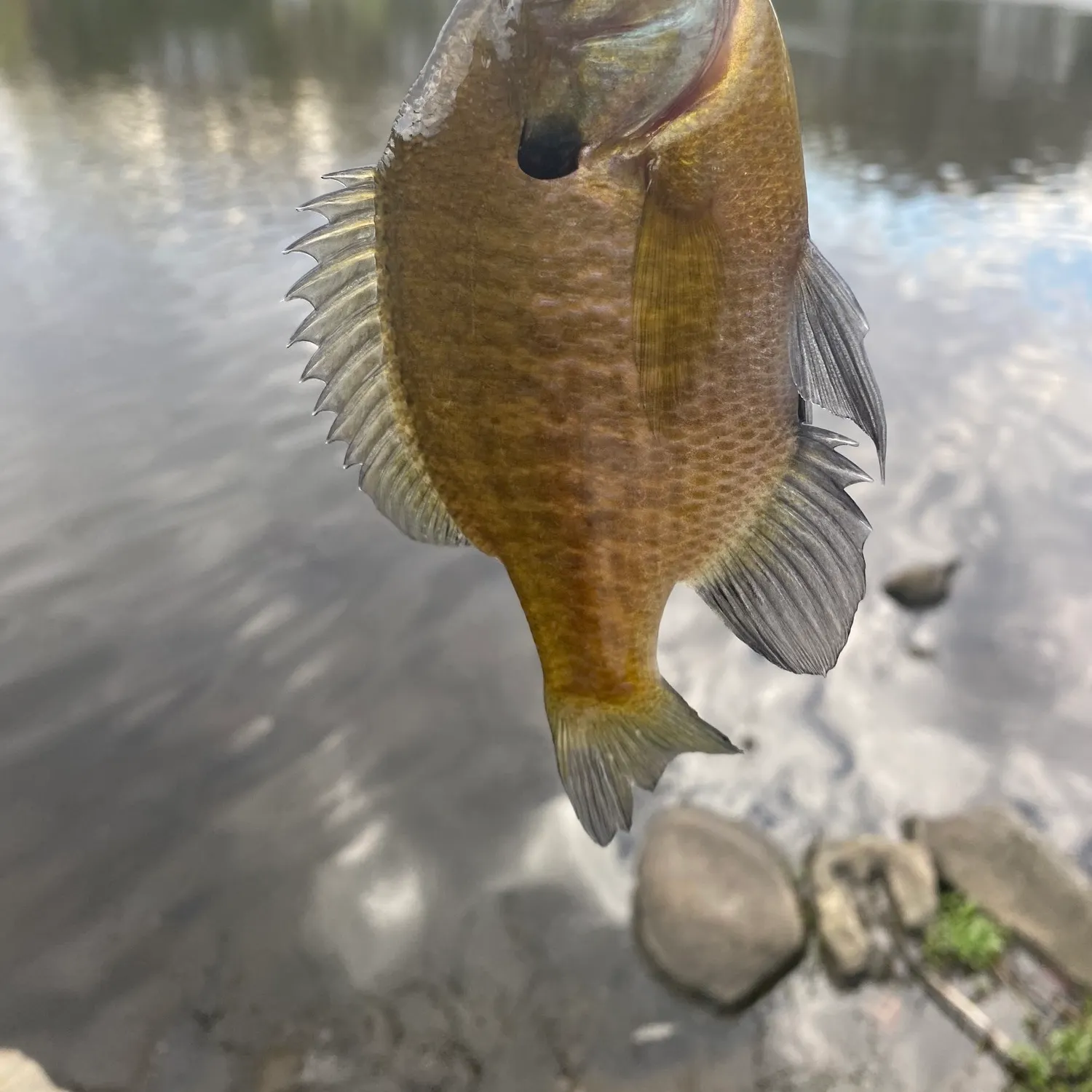 angler catch