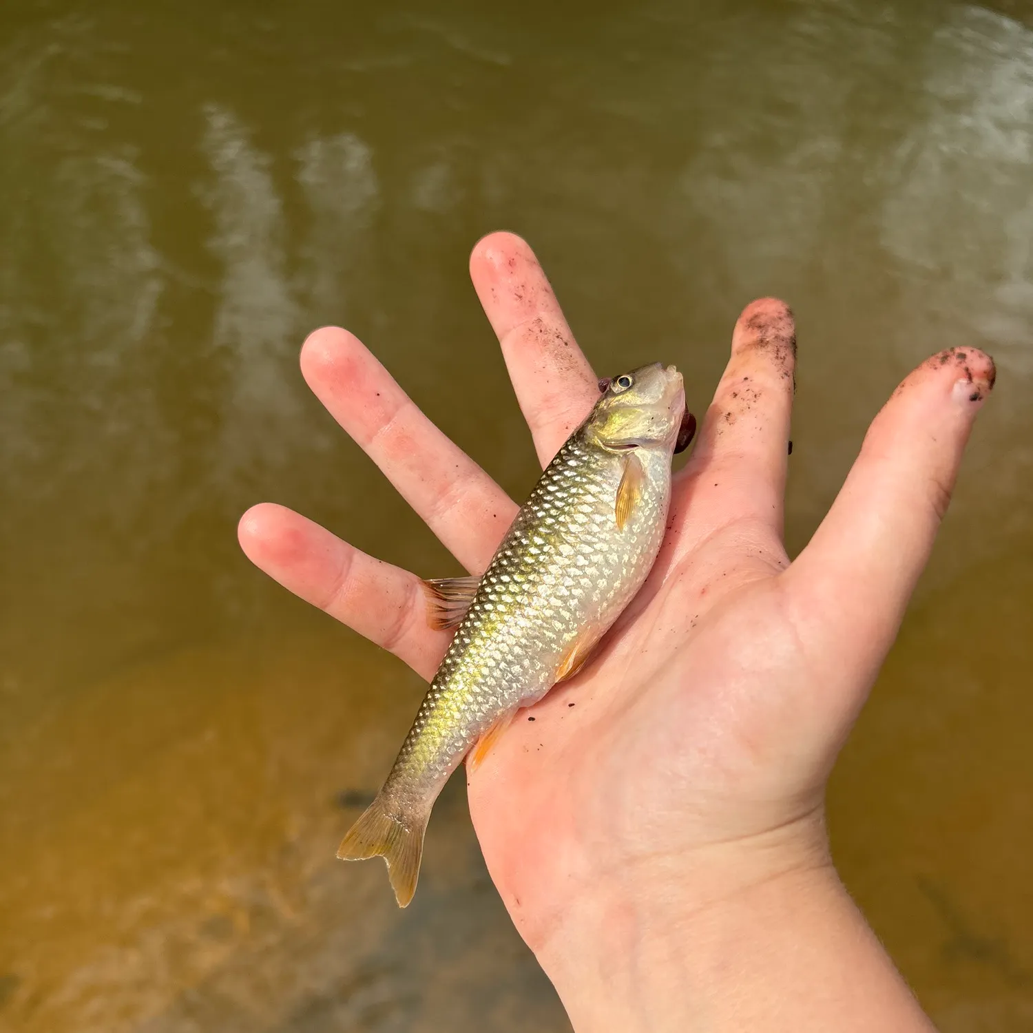 The most recent Eastern creek chubsucker catches on Fishbrain