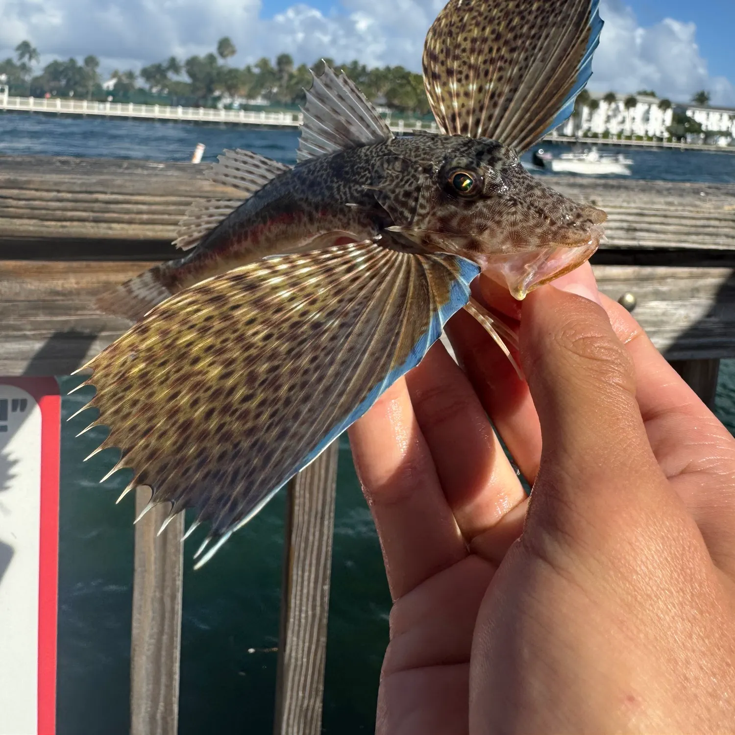 The most recent Blackwing searobin catches on Fishbrain