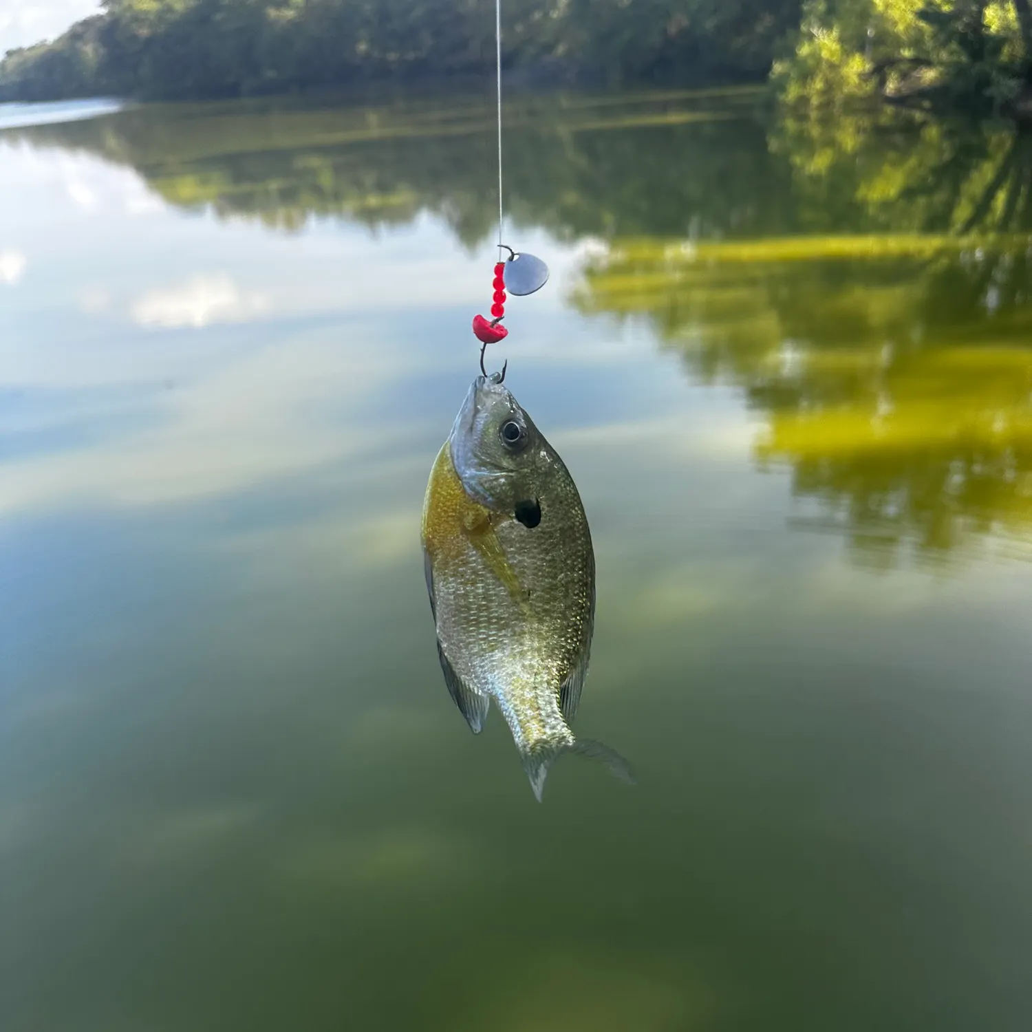 Bluegill caught on Fishbrain
