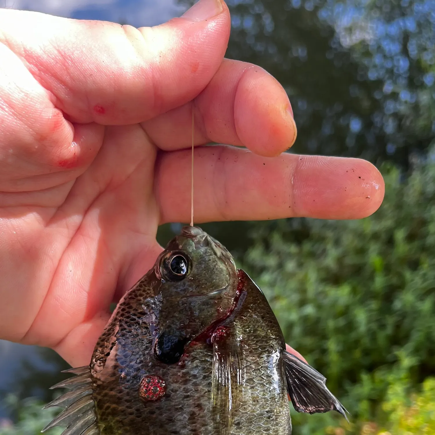 catch