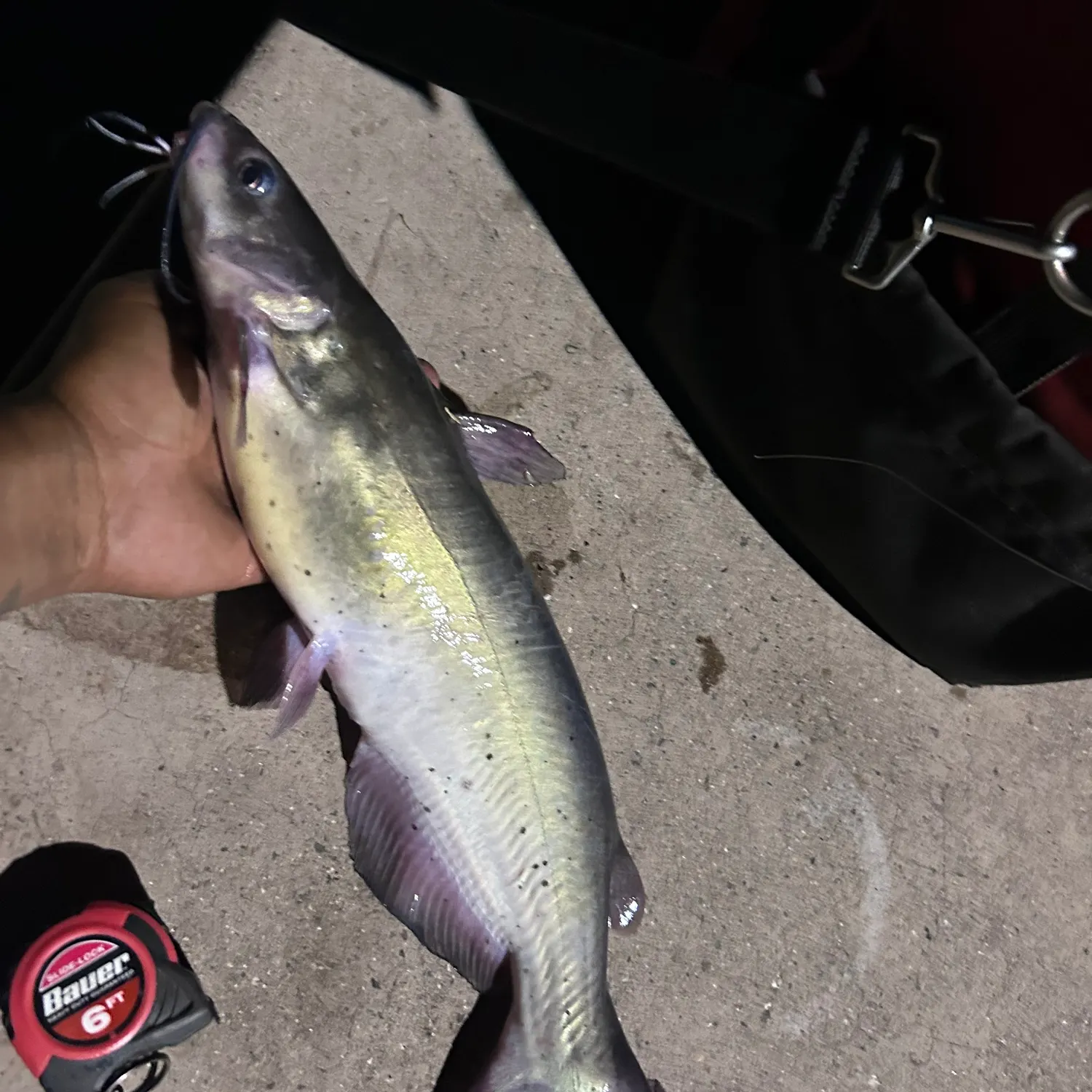 Channel catfish caught on Fishbrain