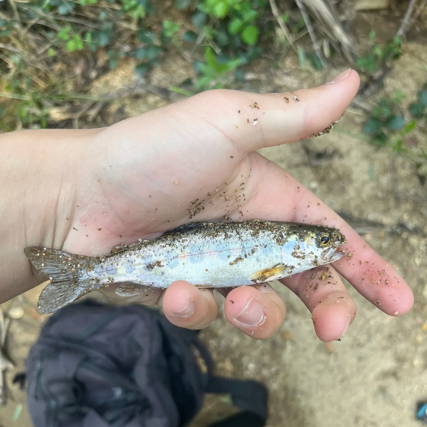 The most recent Rainbow trout catches on Fishbrain