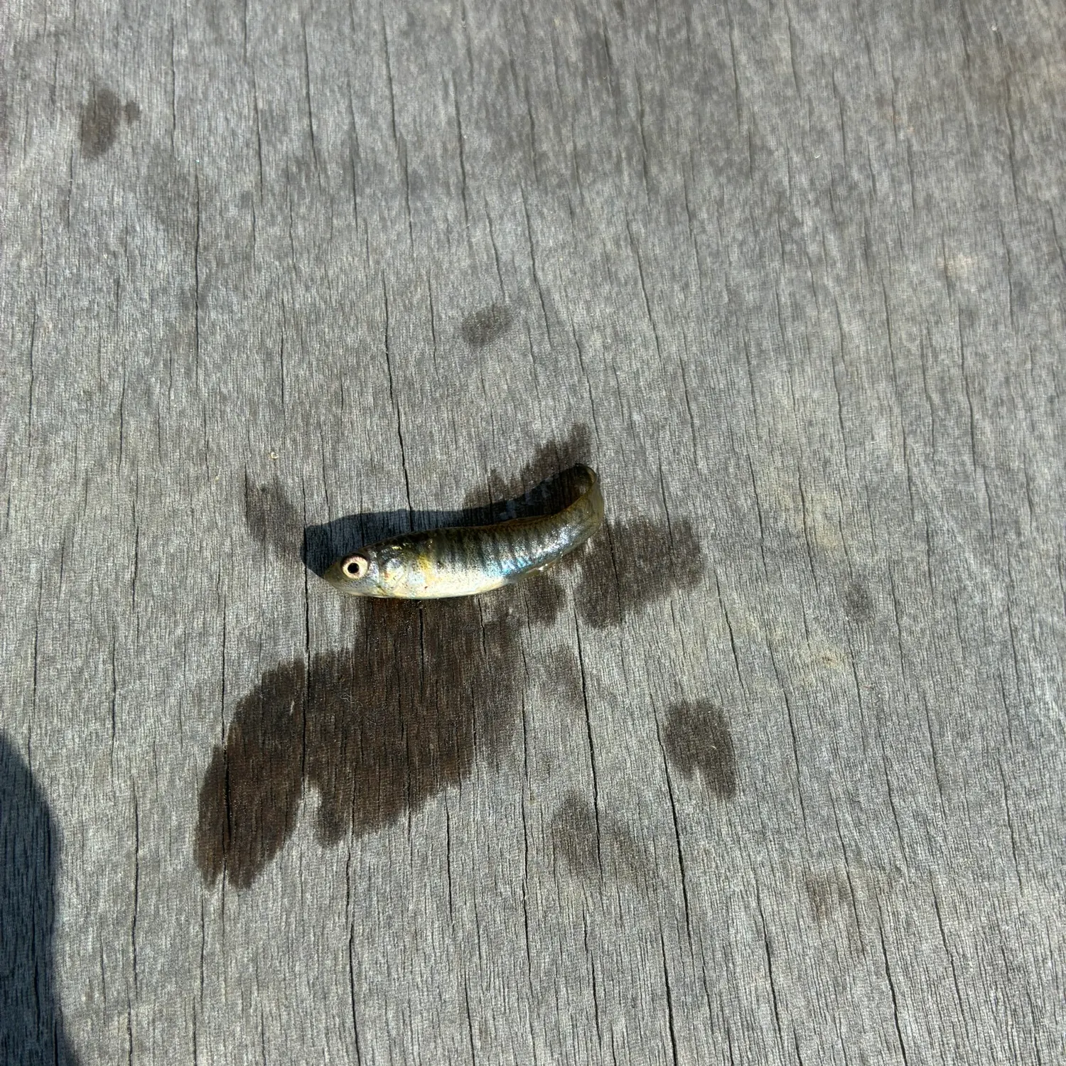 The most recent Barred minnow catches on Fishbrain