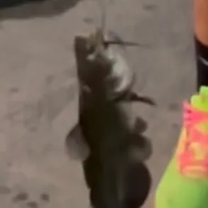 Black bullhead caught on Fishbrain