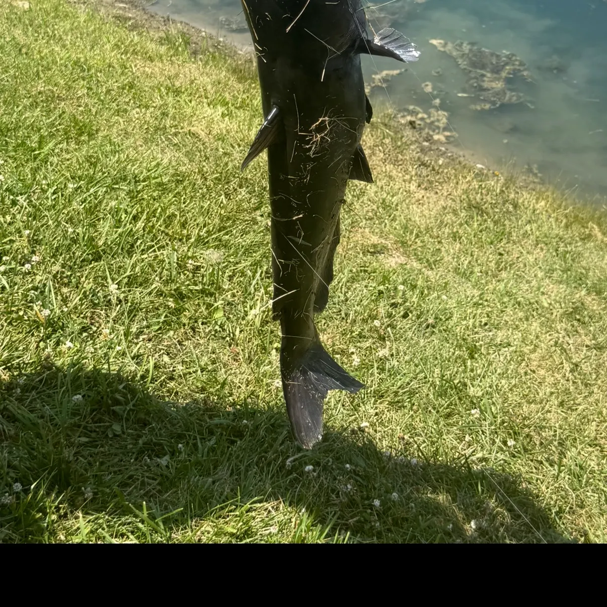 Channel catfish caught on Fishbrain