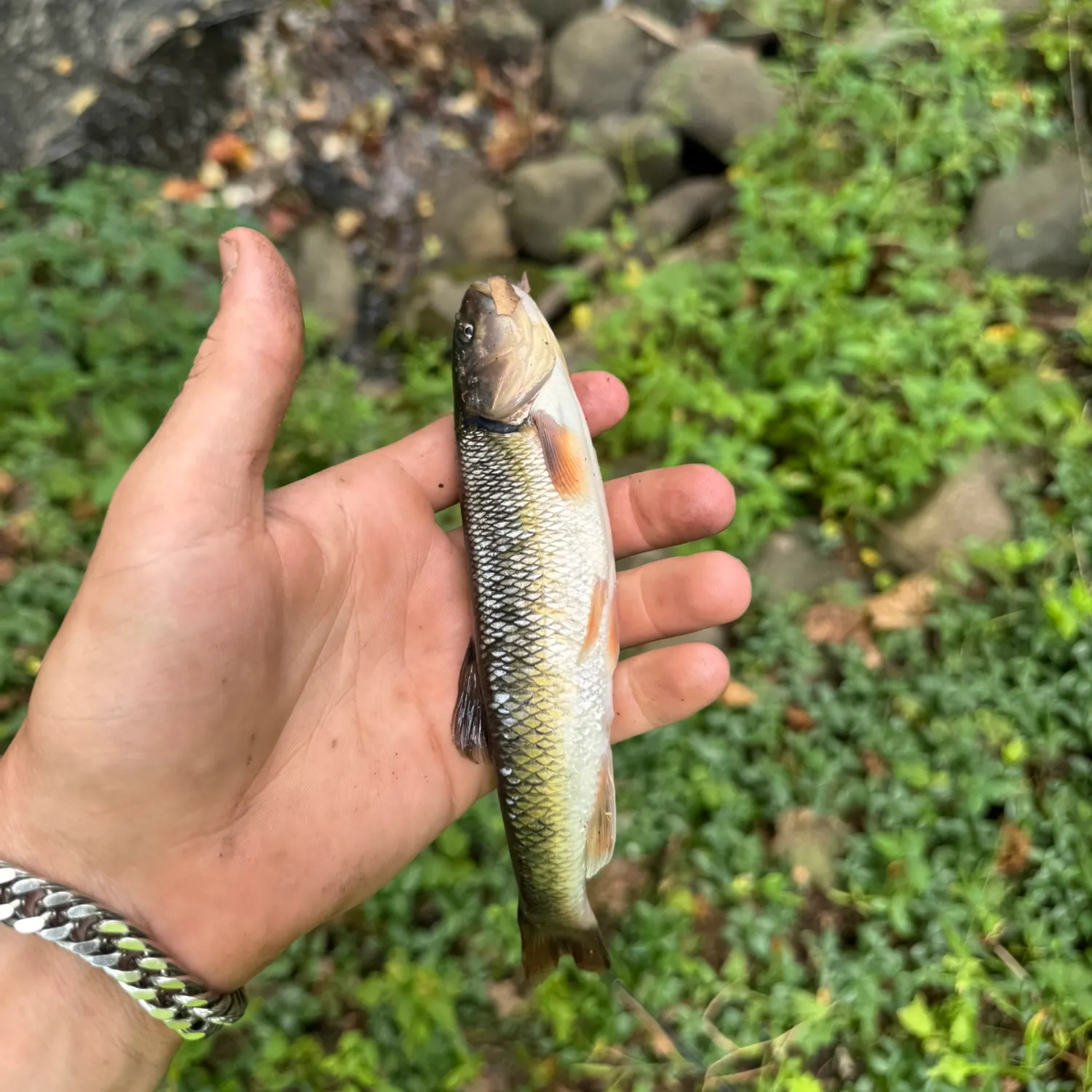 Creek chub caught on Fishbrain