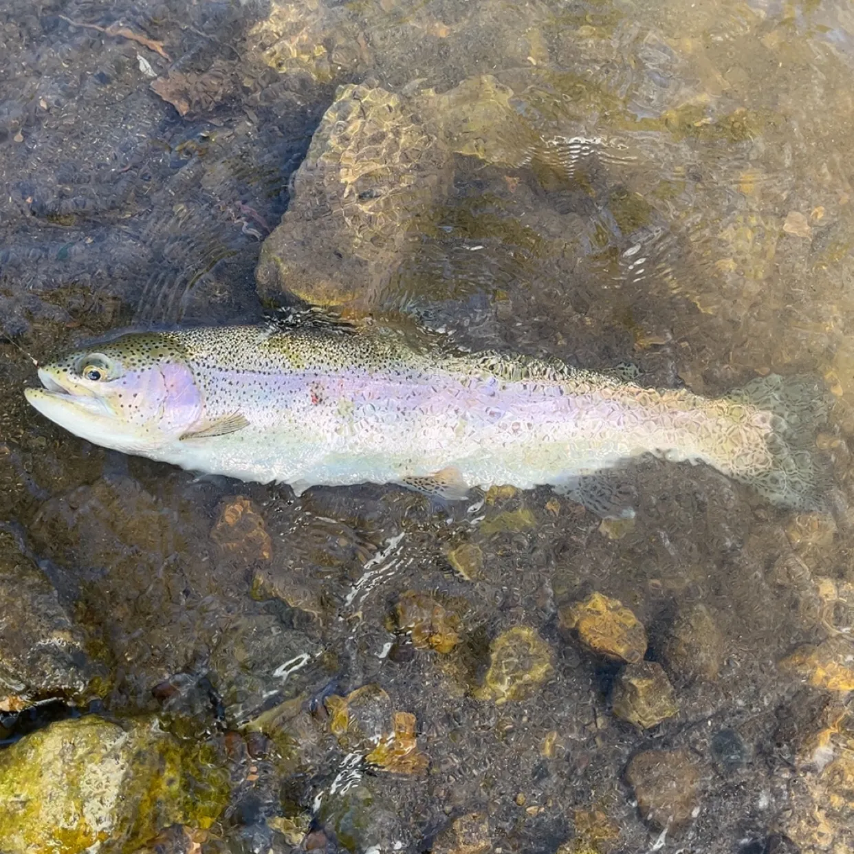 Rainbow trout caught on Fishbrain