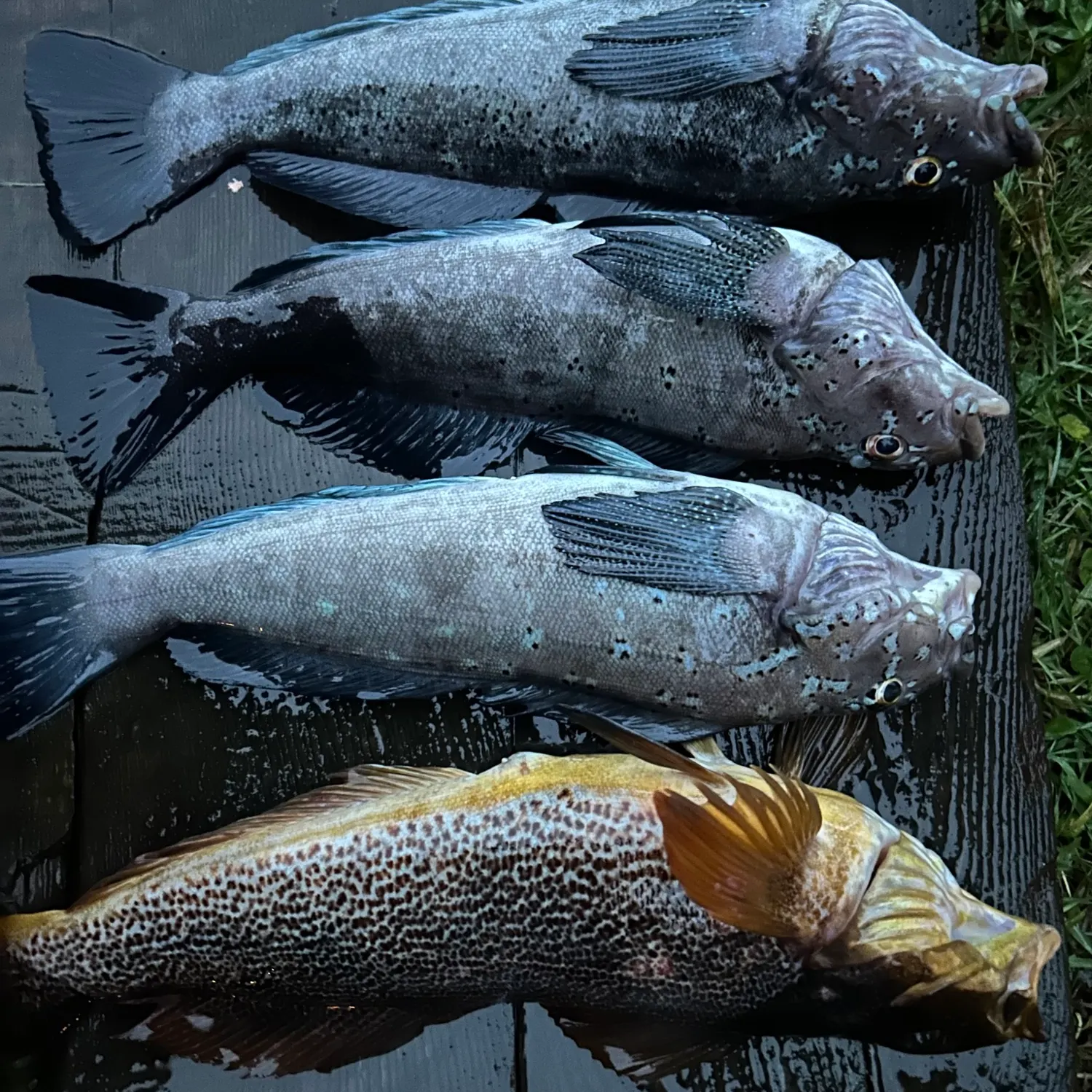recently logged catches